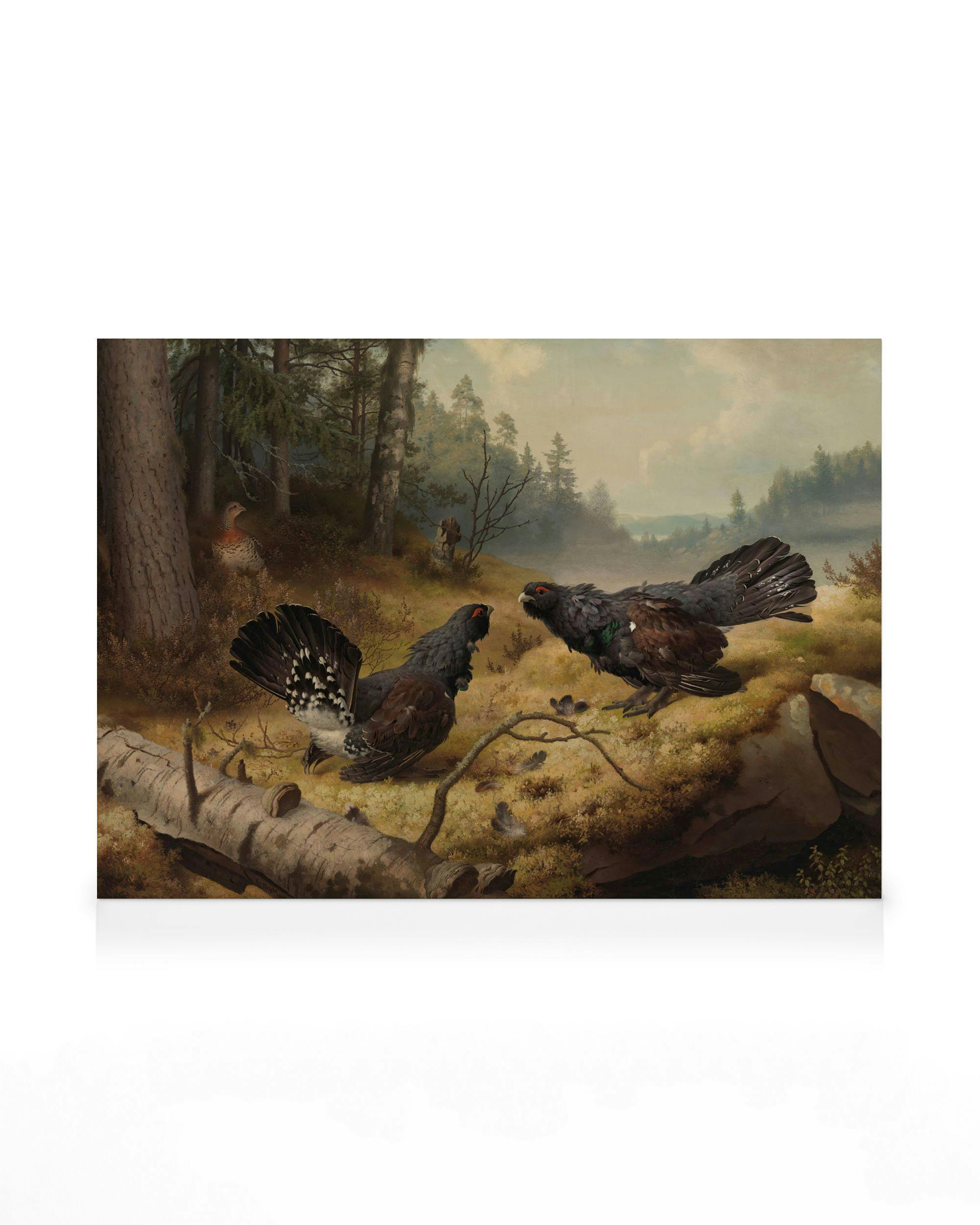 Ferdinand von Wright - Bojující tetřevi obrazy na plátně 0