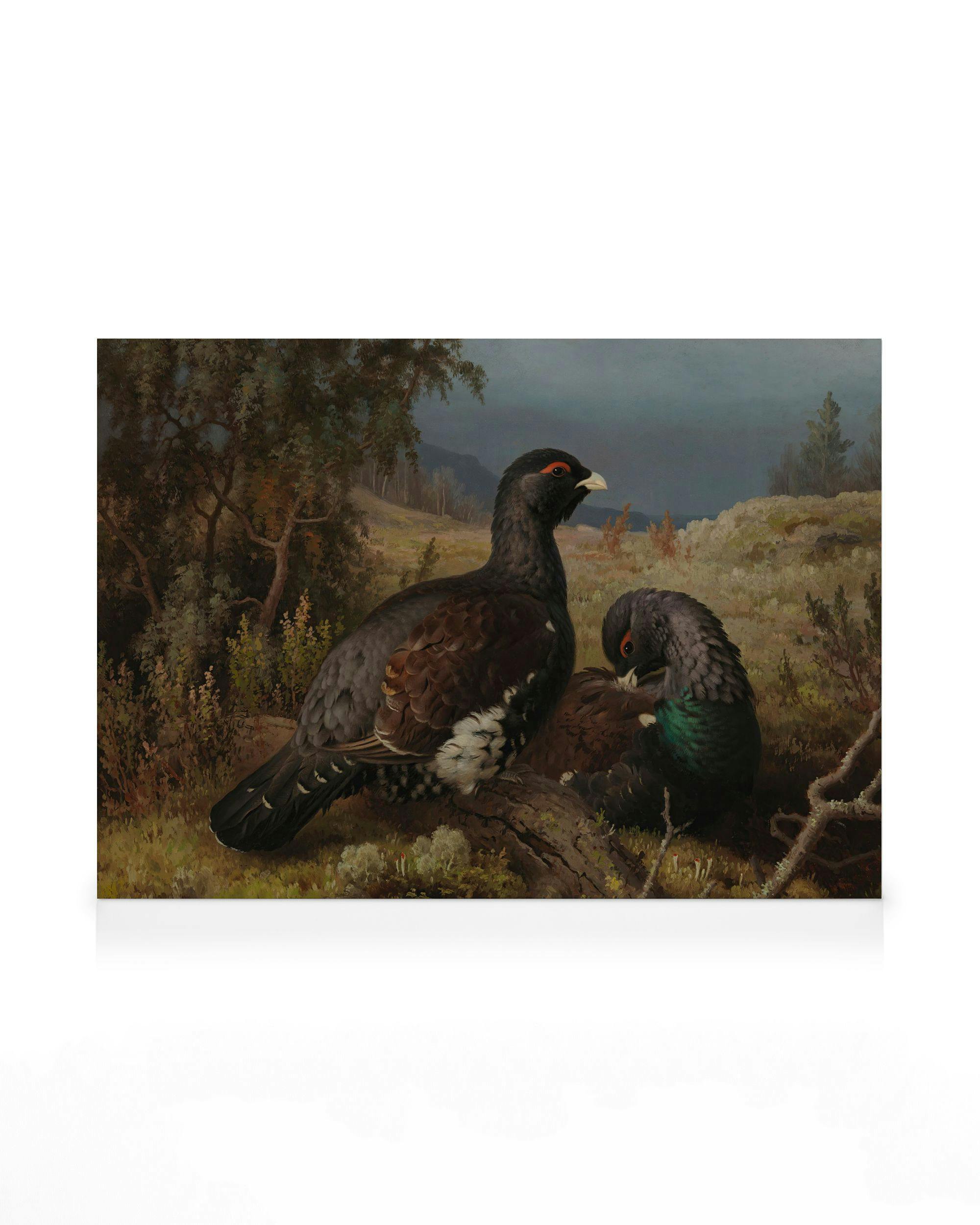 Ferdinand von Wright - Tetřeví kohouti obrazy na plátně 0