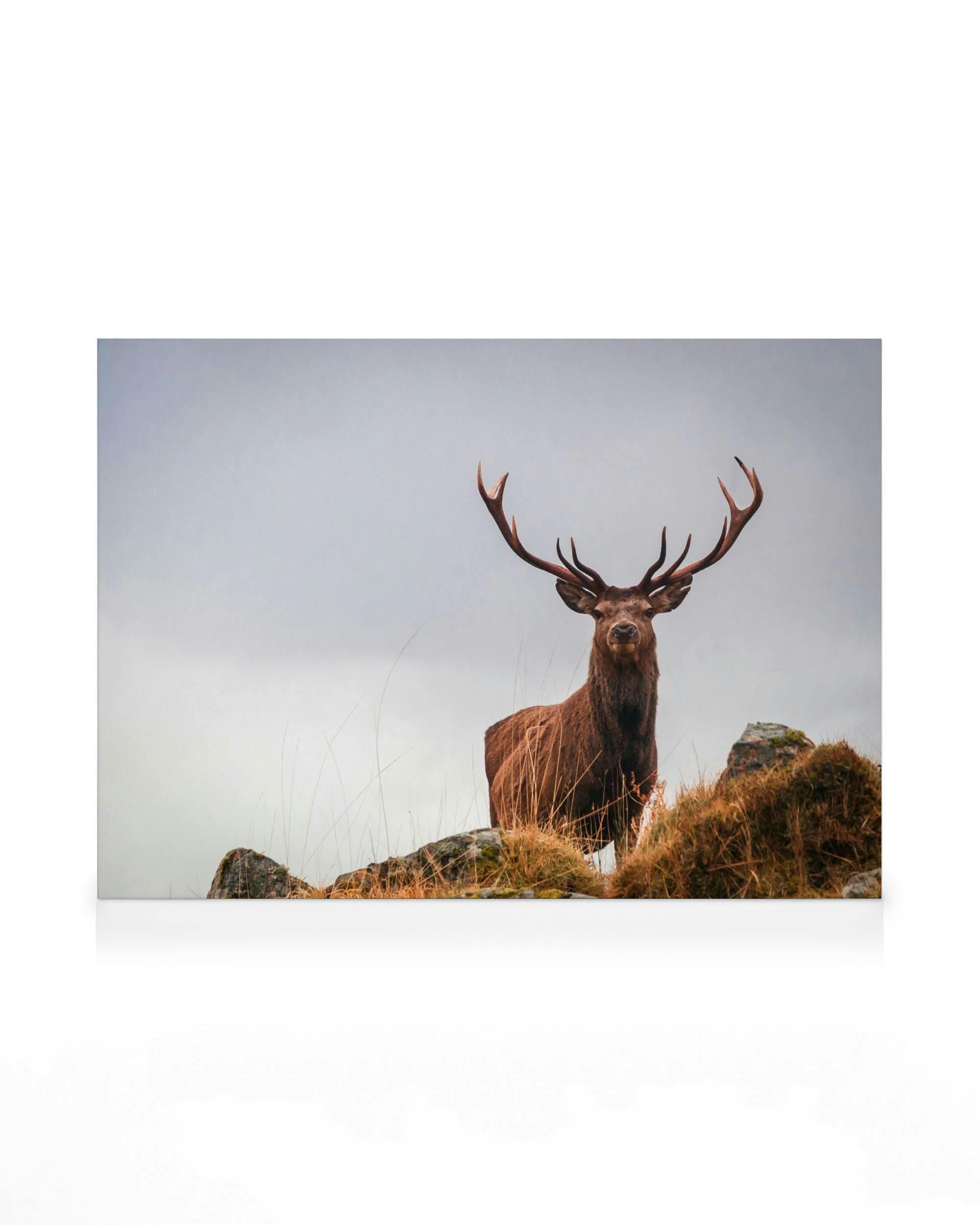 Canvastavlor - Röd hjort står stolt canvastavla (30 x 40 cm - Ekram) - Poster Store