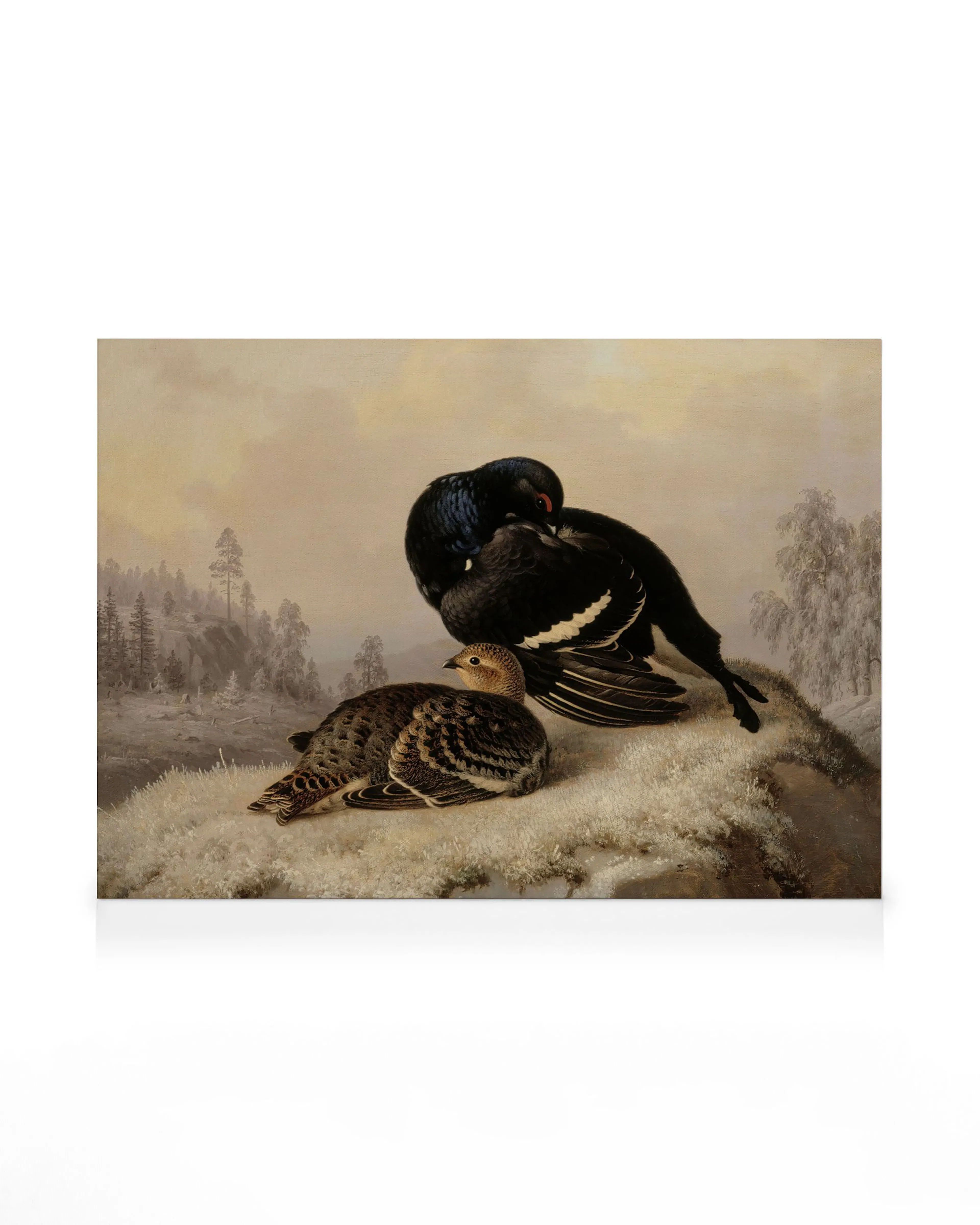Ferdinand von Wright - Black Grouse, Cock and Hen Canvas print 0