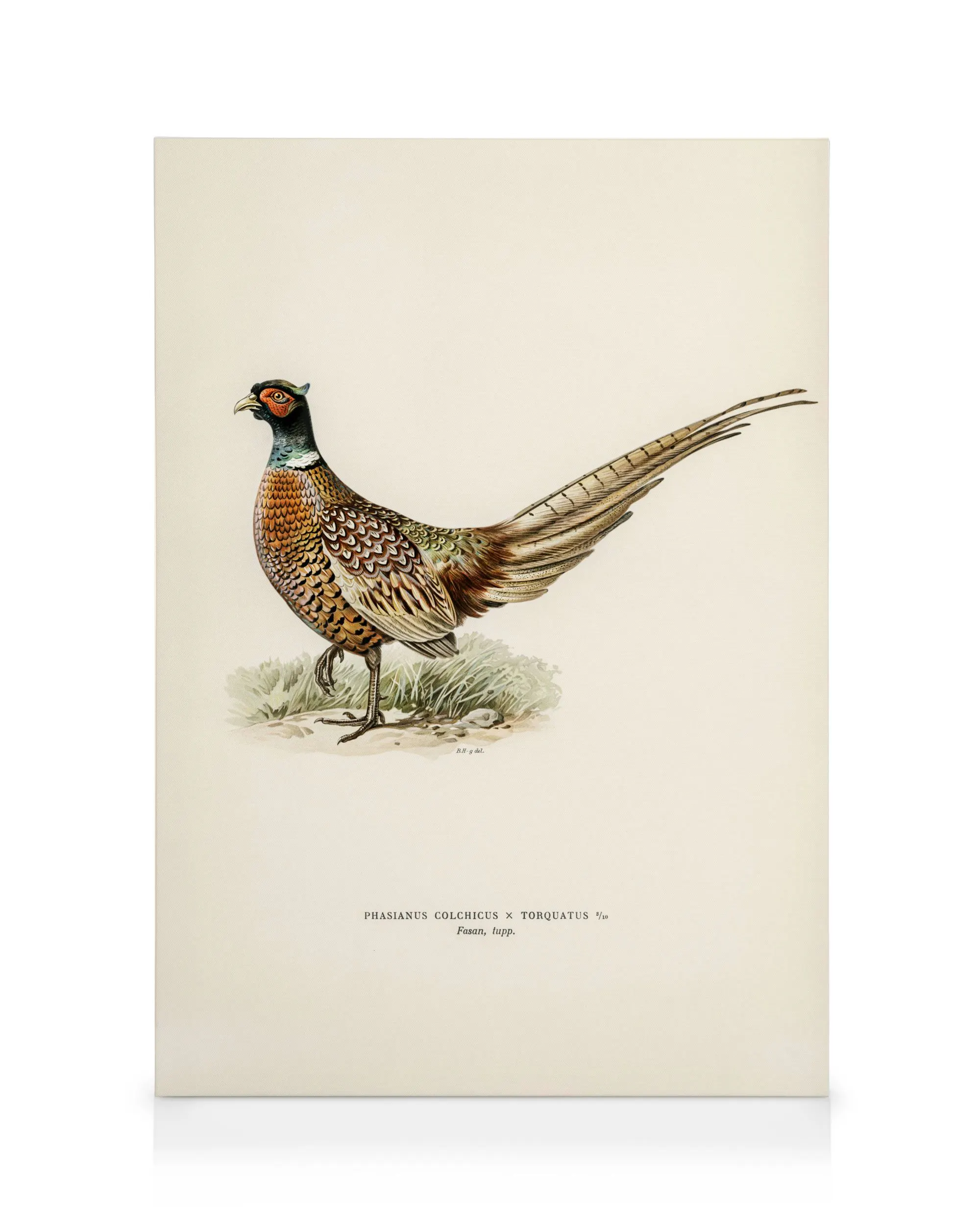 The von Wright Brothers - Ring-Necked Pheasant Canvas print 0