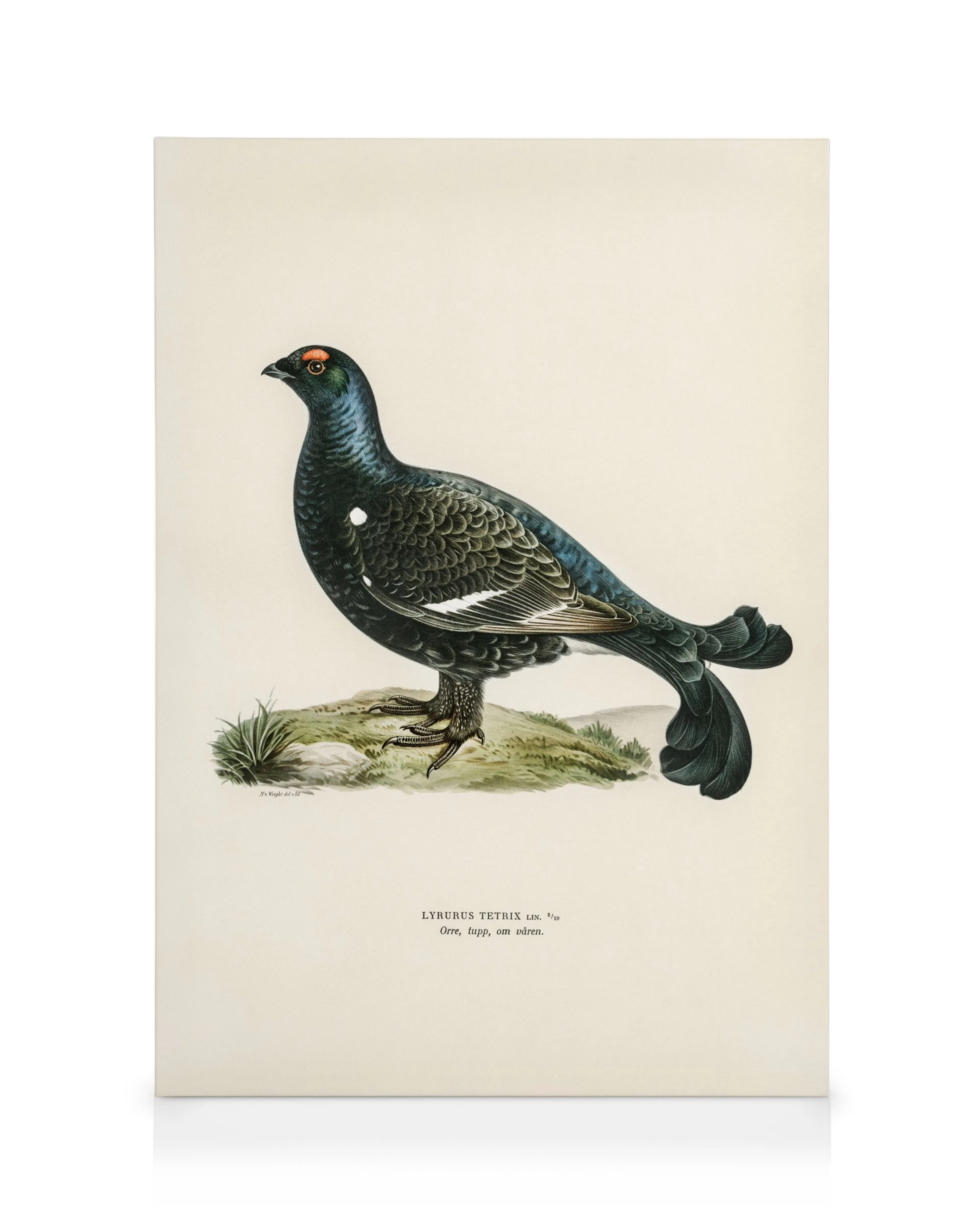 The von Wright Brothers - Black Grouse Canvas print 0