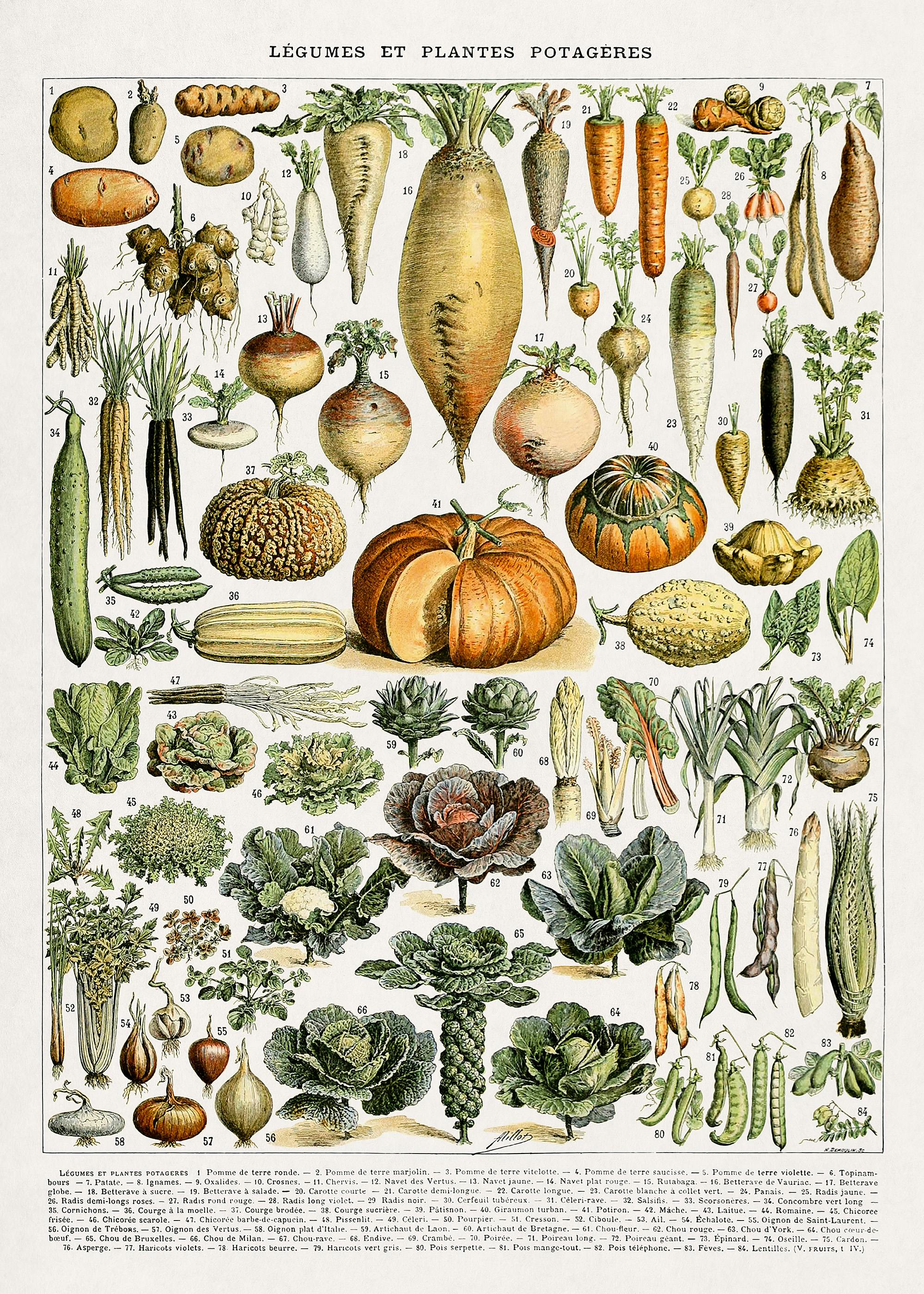 Vintage Gartengemüse Illustration Poster 0