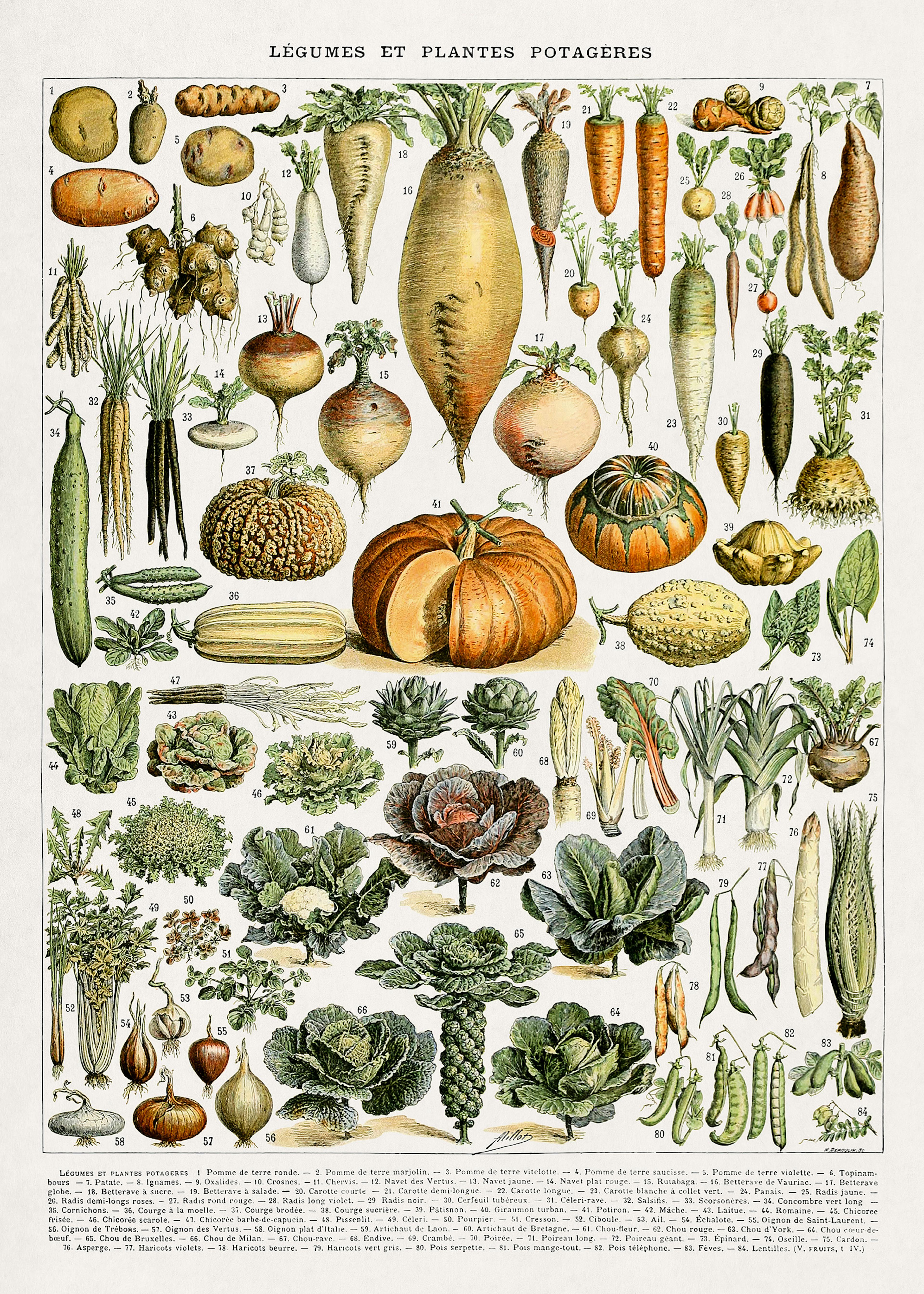 Vintage Gartengemüse Illustration Poster 0
