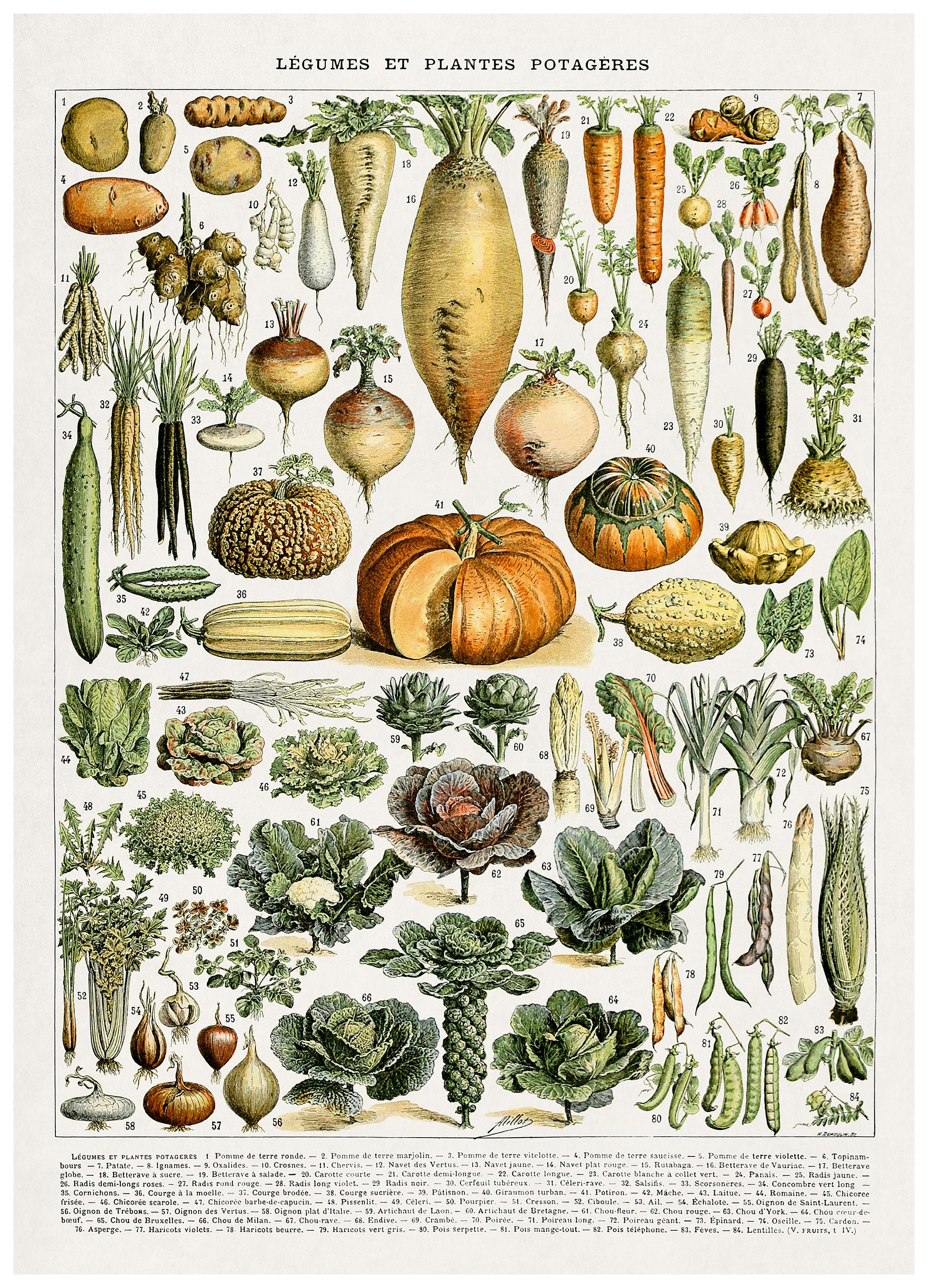Vintage Illustration of Garden Vegetables Poster (70x100 cm) - Poster Store