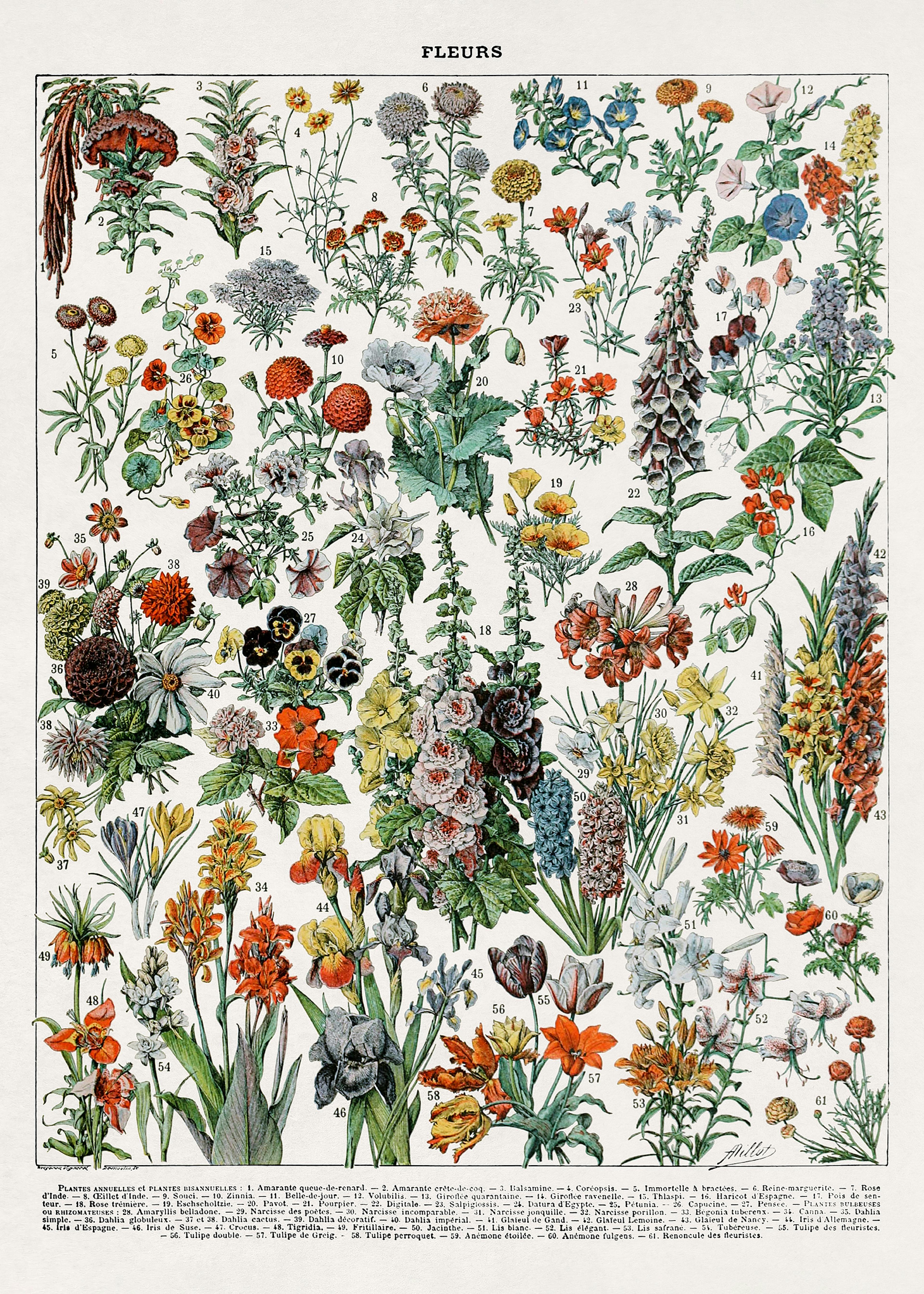 Vintage Illustration von Blumen Poster 0