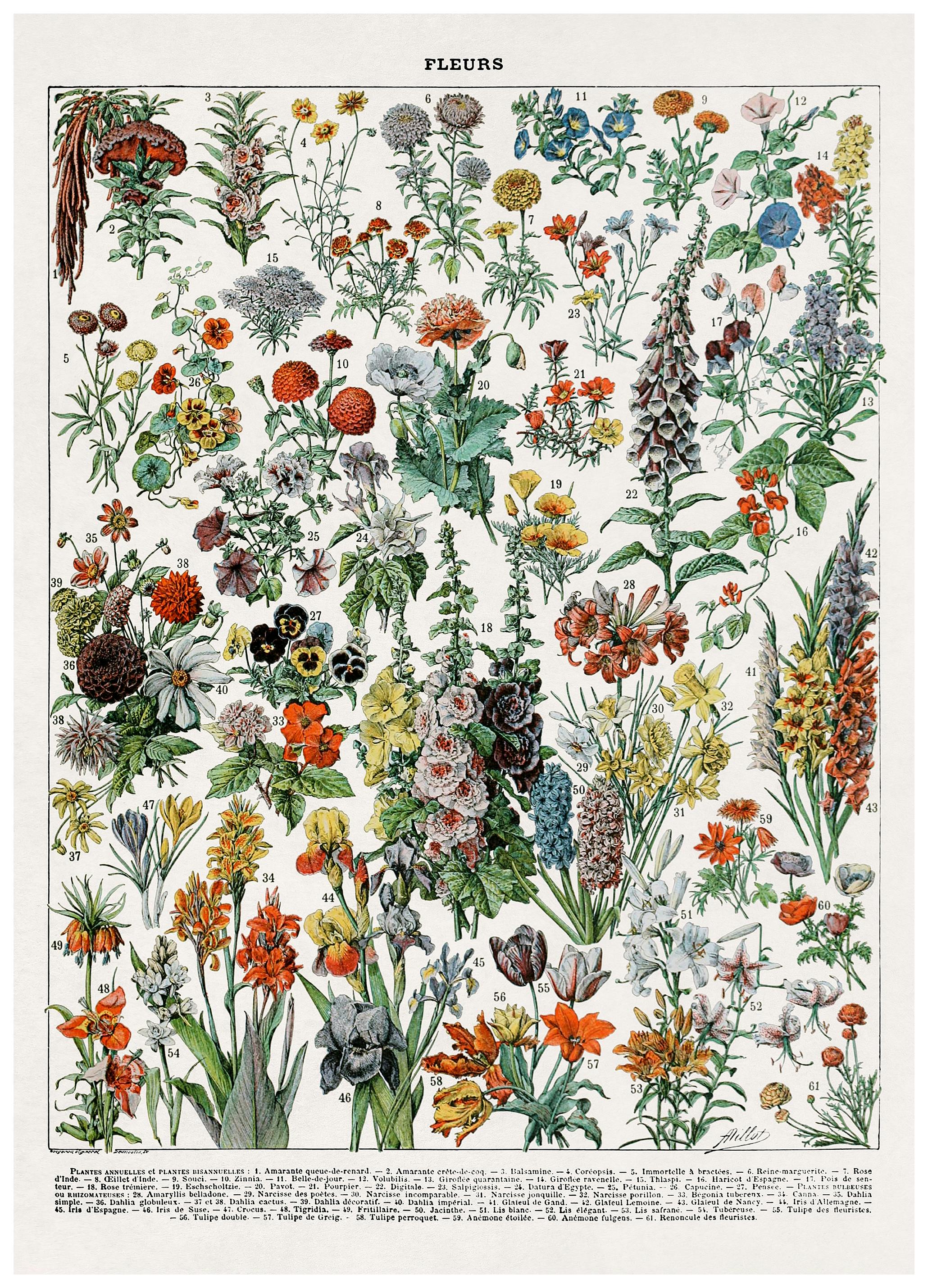 Illustrazione di Fiori Vintage Poster (70x100 cm) - Poster Store