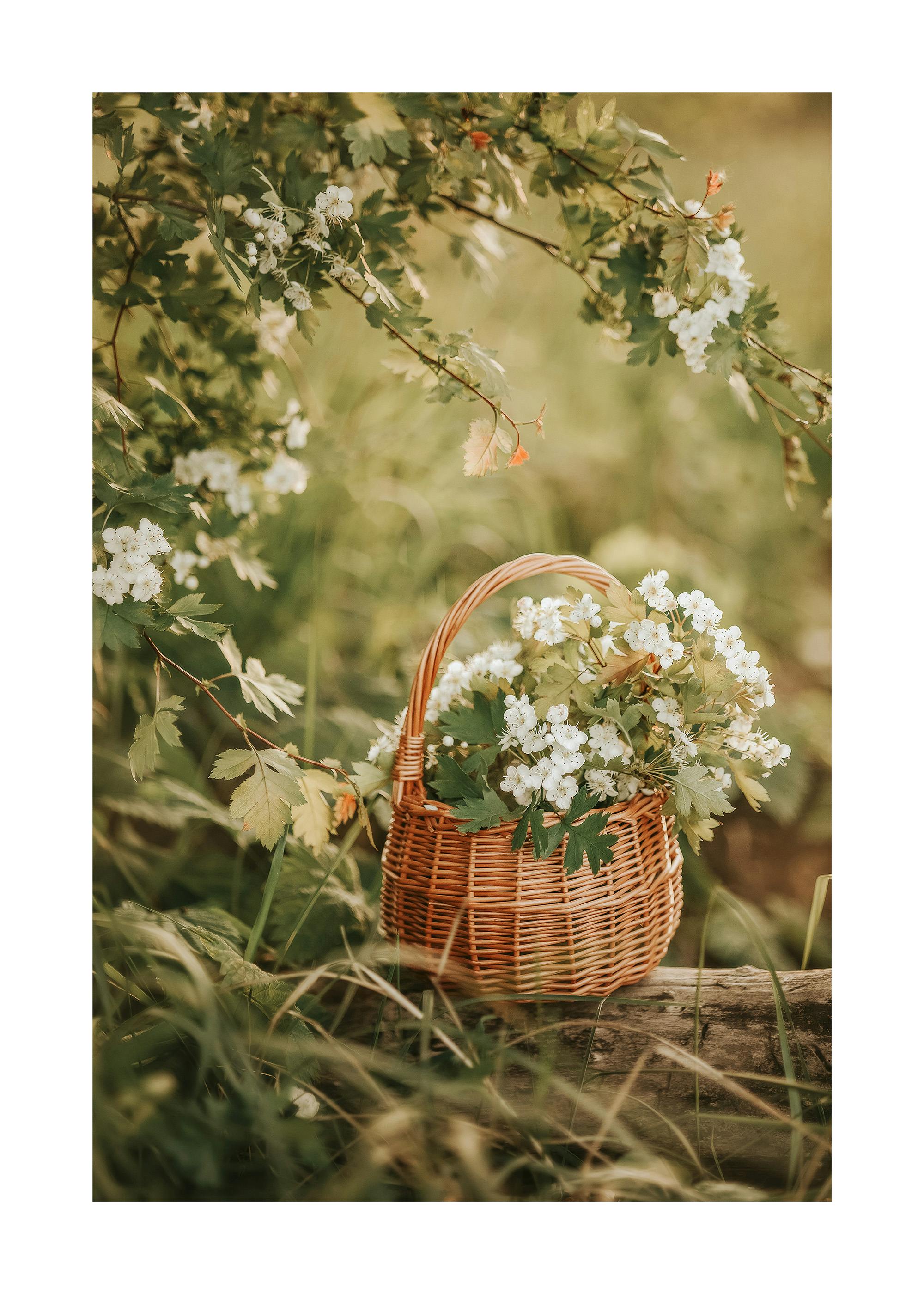 Korb mit blühenden Weißdornzweigen Poster 0