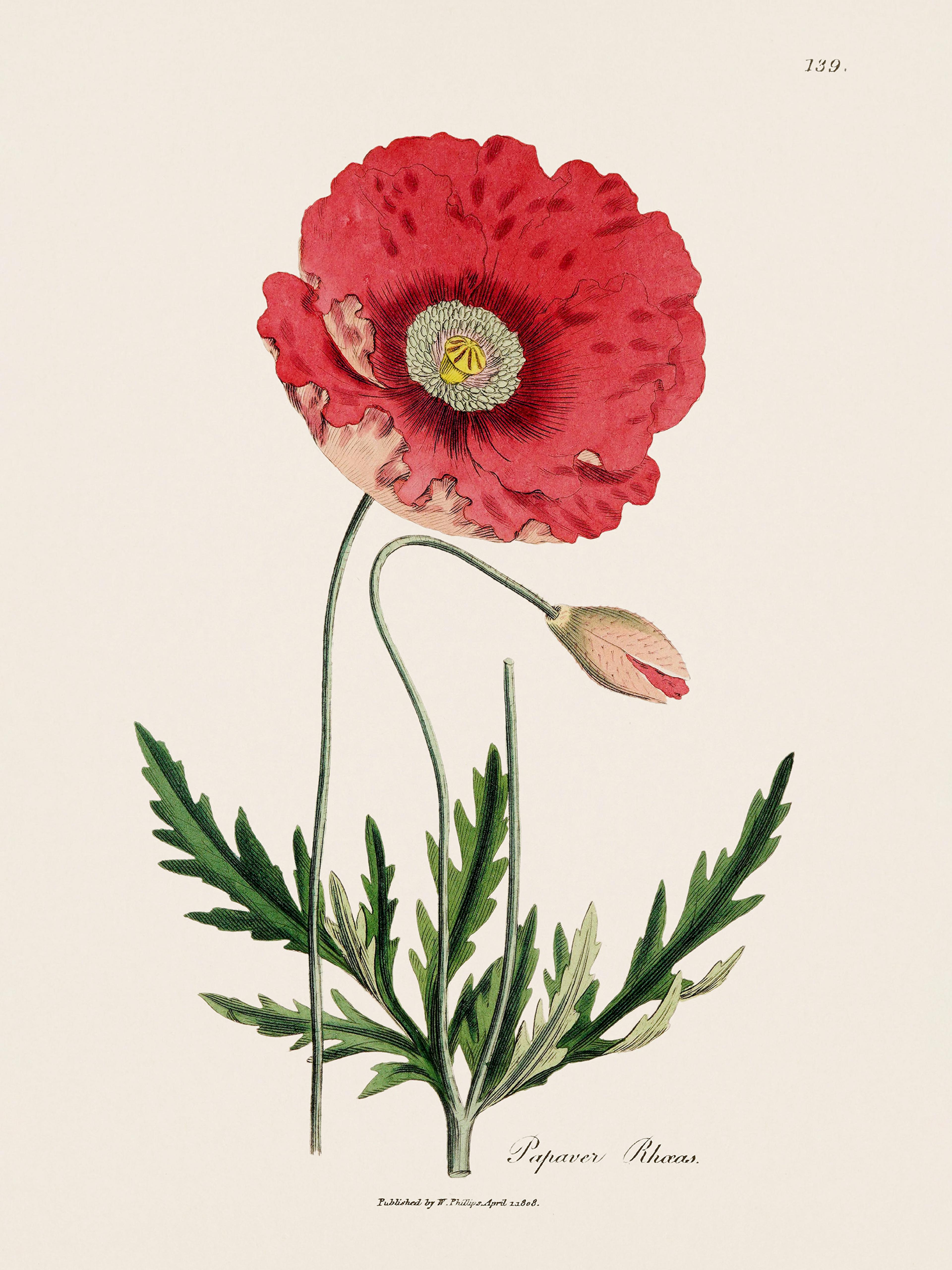 Corn Poppy Vintage Illustration Poster 0