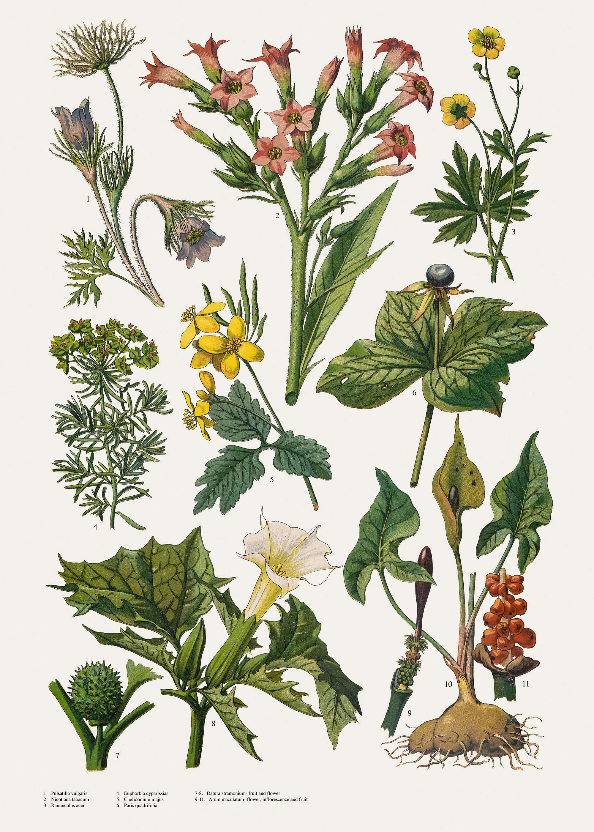 Vintage Illustration gemischter Pflanzen Poster 0