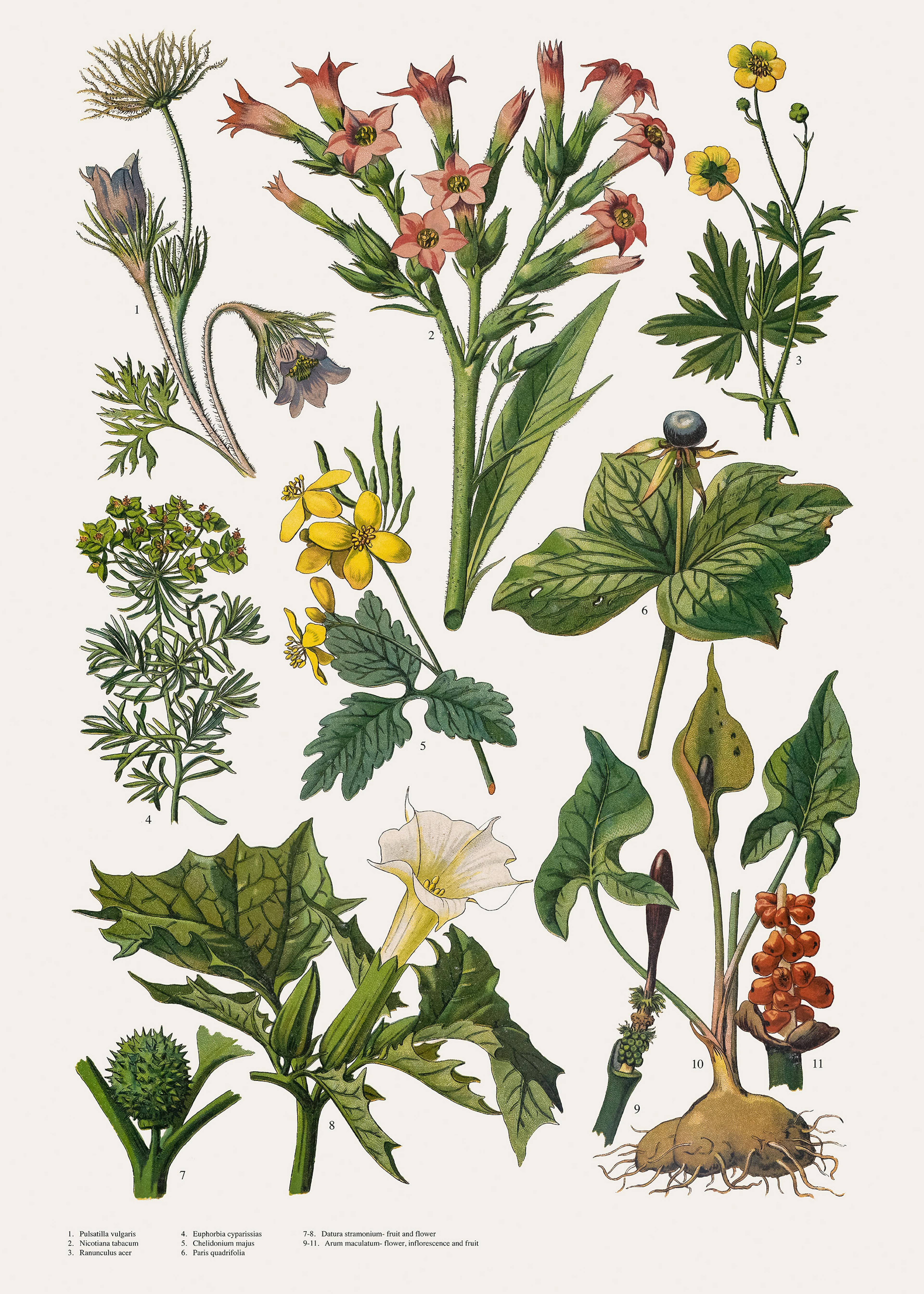 Vintage Illustration gemischter Pflanzen Poster 0