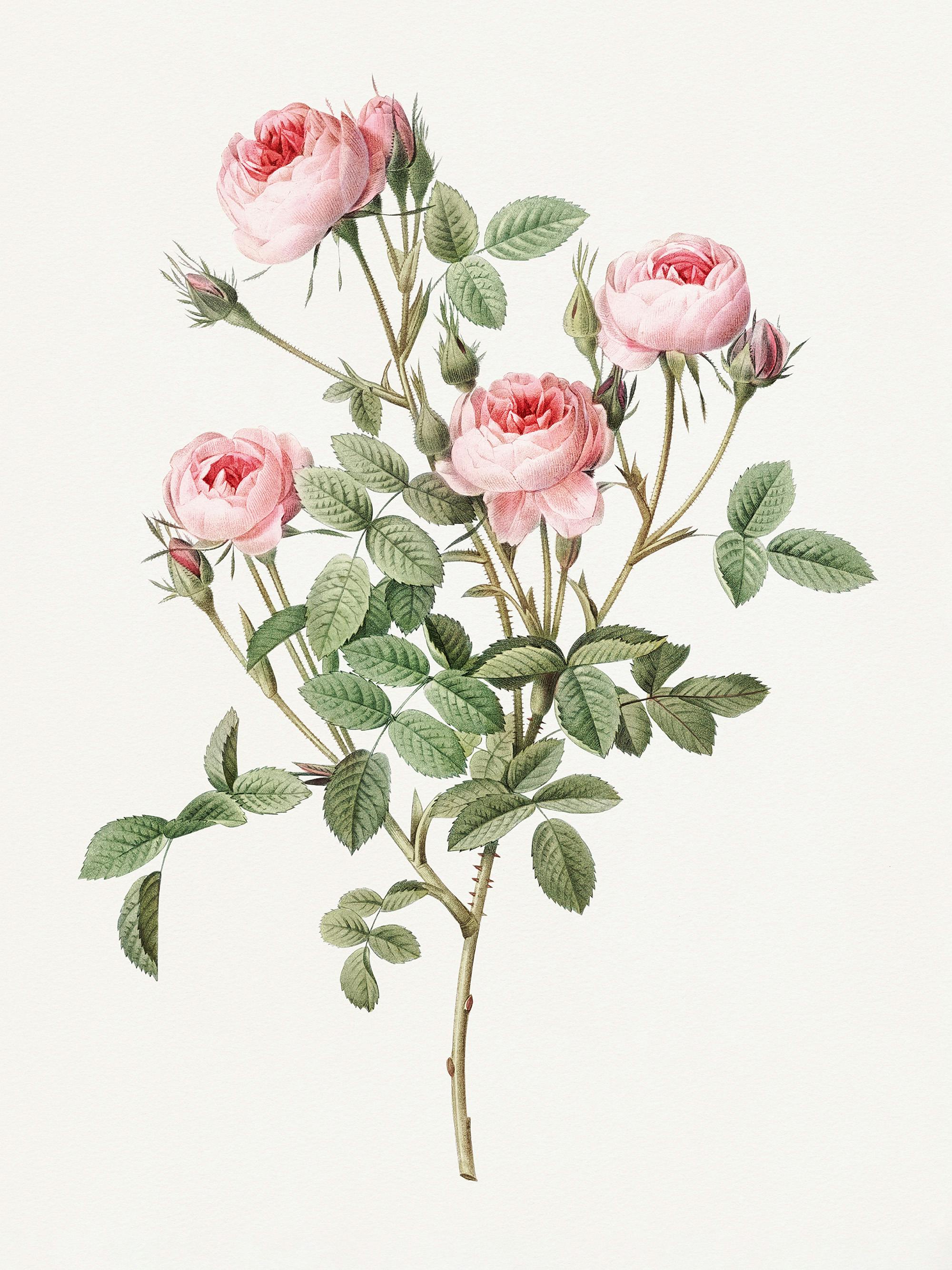 Rose Vintage Illustration Poster 0