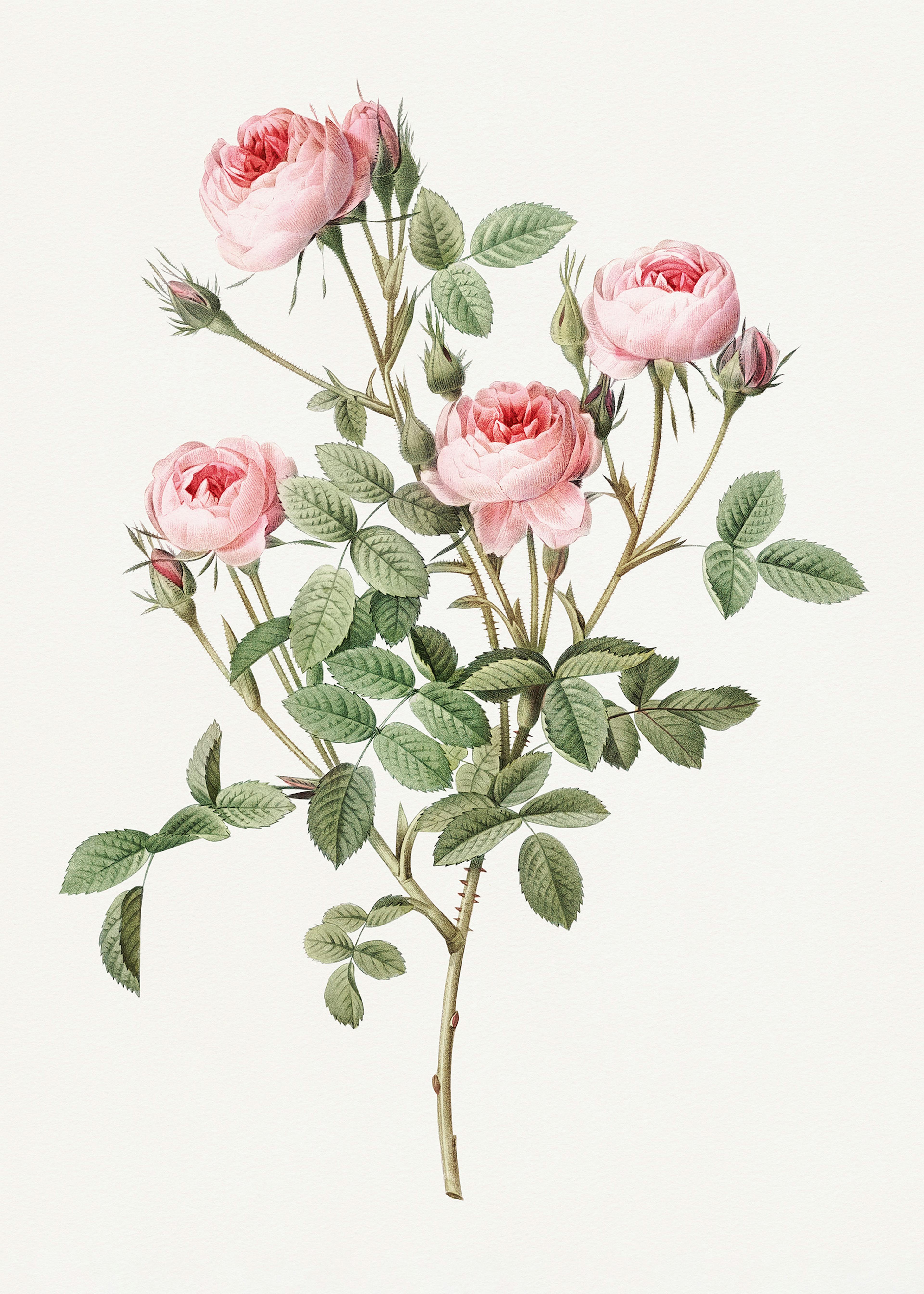 Rose Vintage Illustration Poster 0
