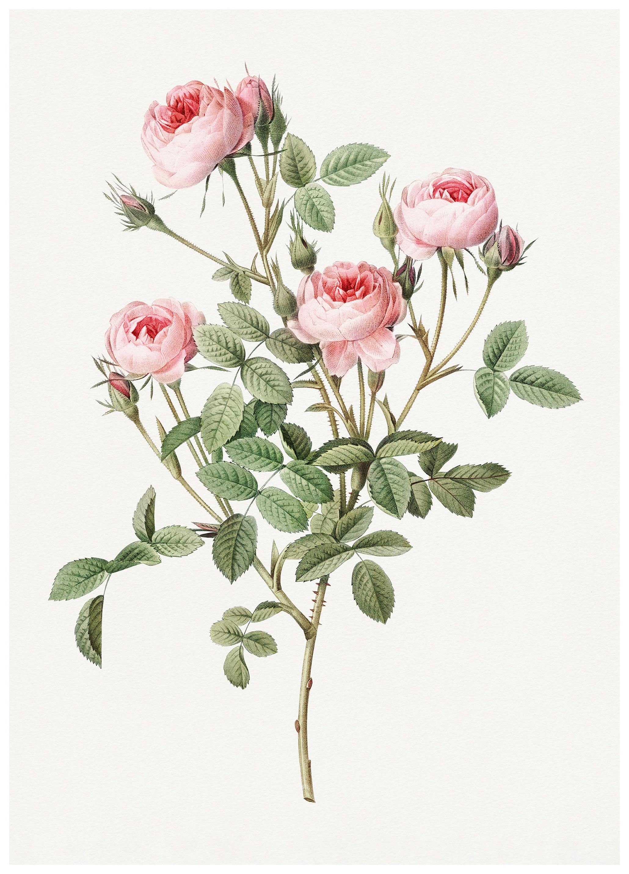 Illustrazione Vintage Rosa Poster (21x30 cm) - Poster Store