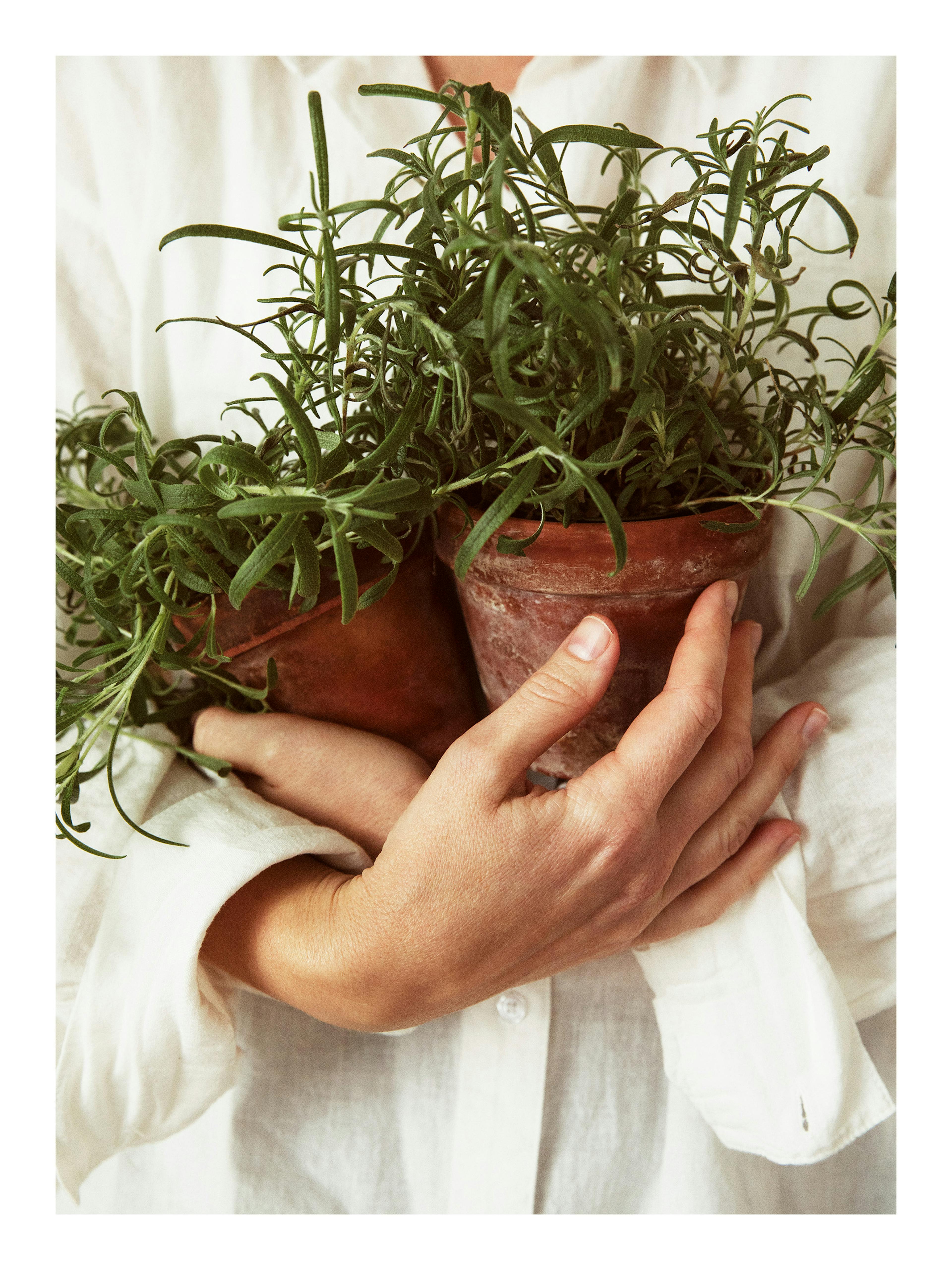 A poster of a person in a white shirt holding two terracotta pots filled with fresh green rosemary plants.