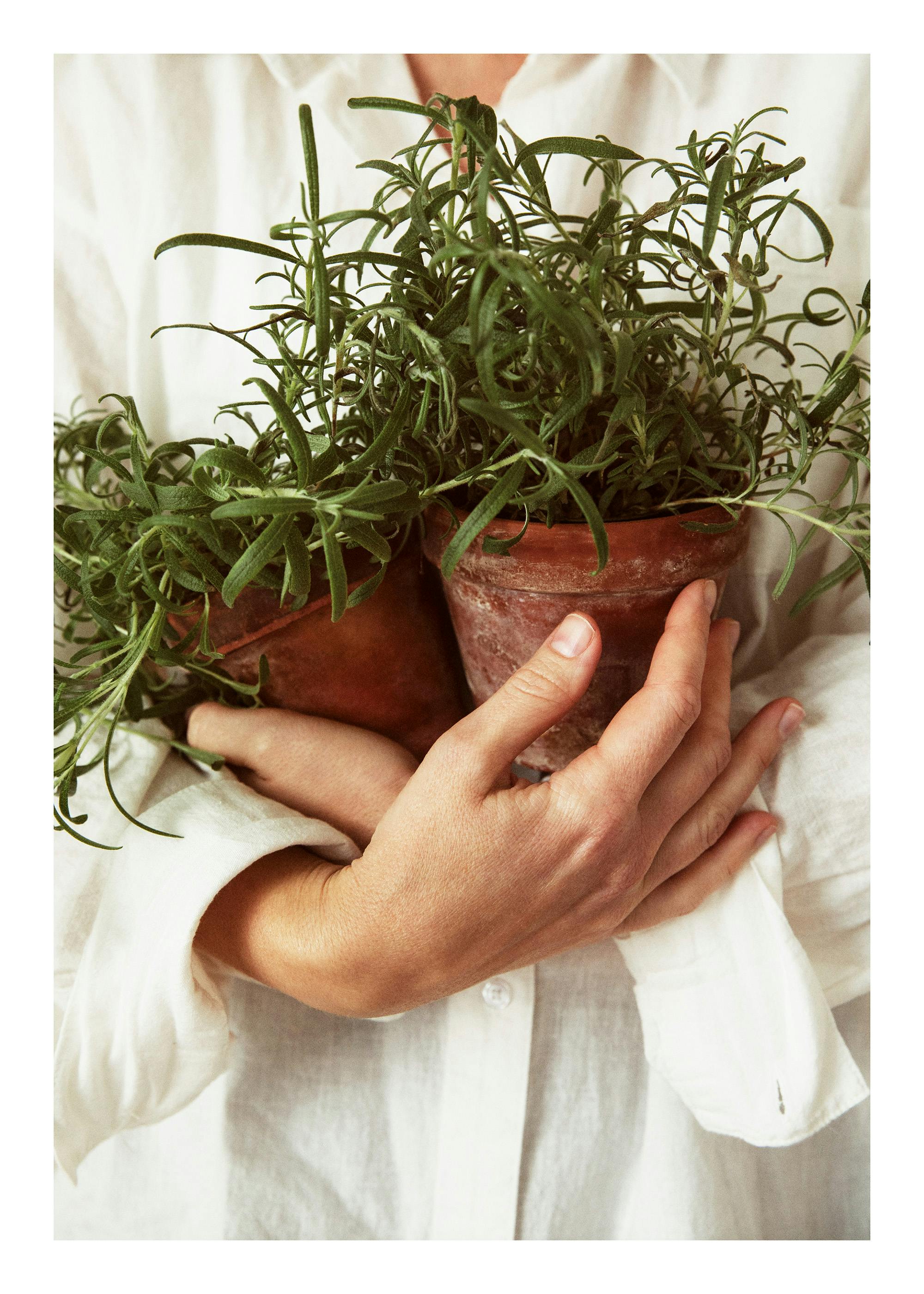 A poster of a person in a white shirt holding two terracotta pots filled with fresh green rosemary plants.