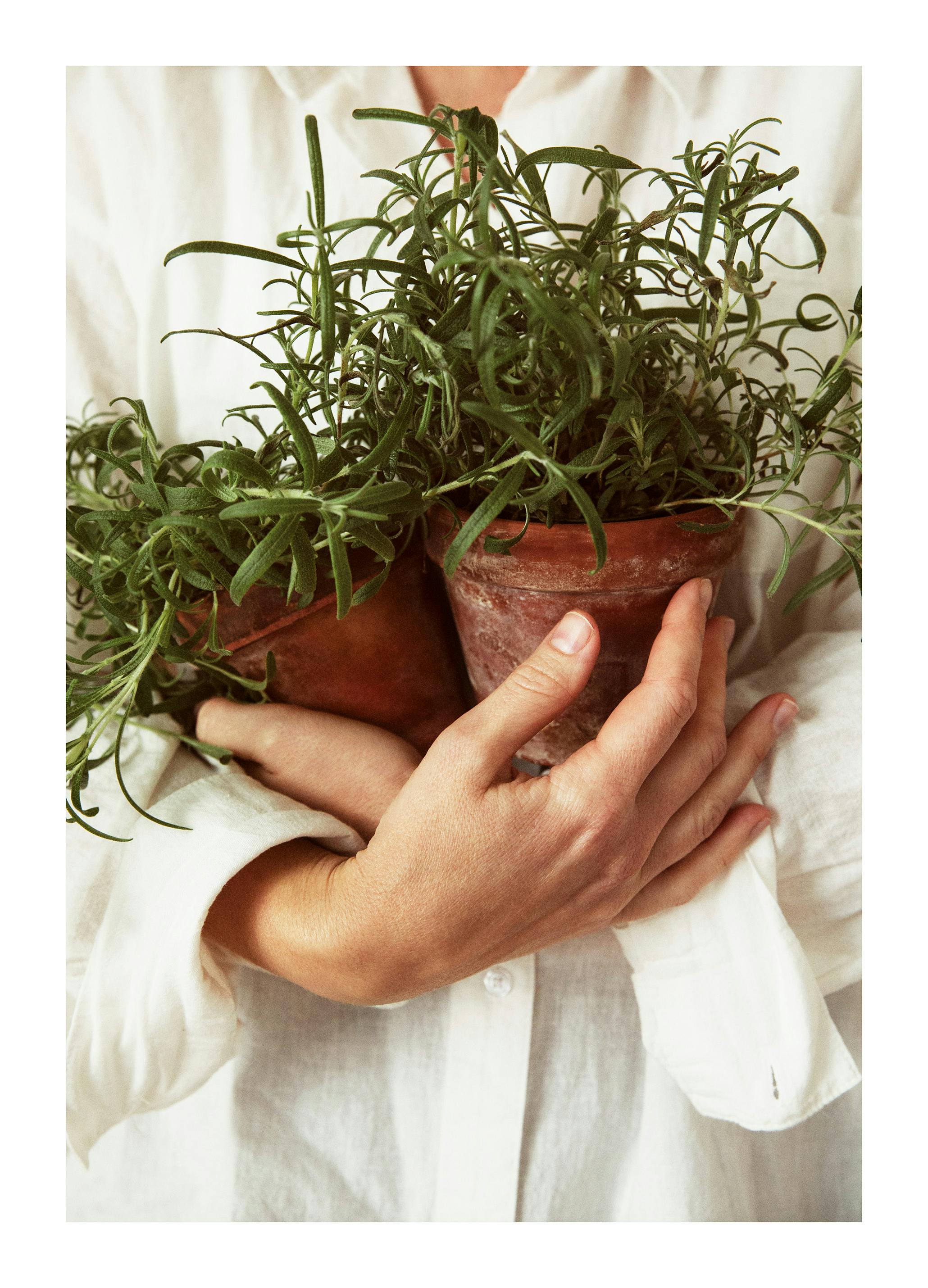 Fresh Rosemary Poster (50x70 cm) - Poster Store