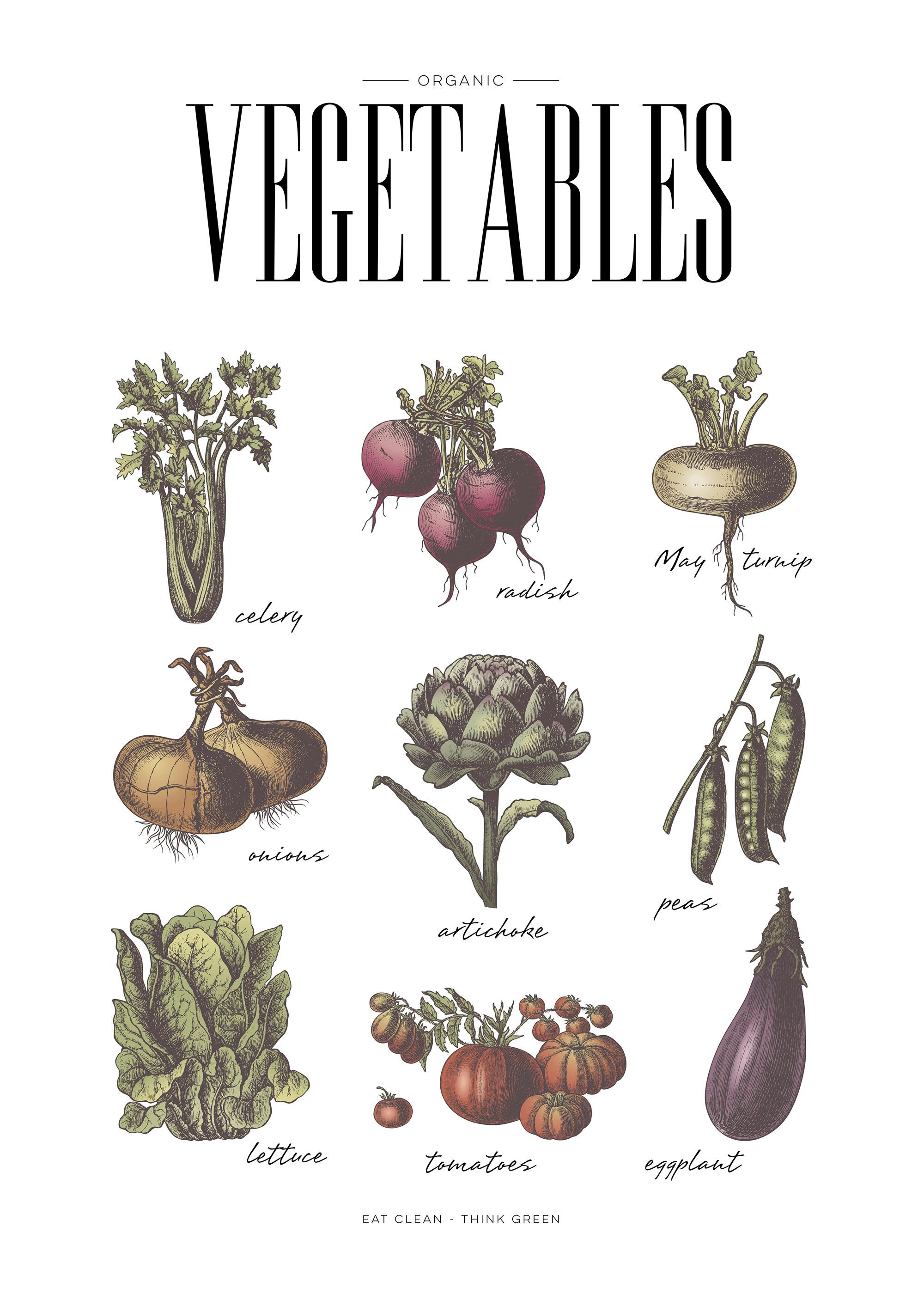 A poster featuring nine hand-drawn vegetables: celery, radish, turnip, onions, artichoke, peas, lettuce, tomatoes, and eggplant.
