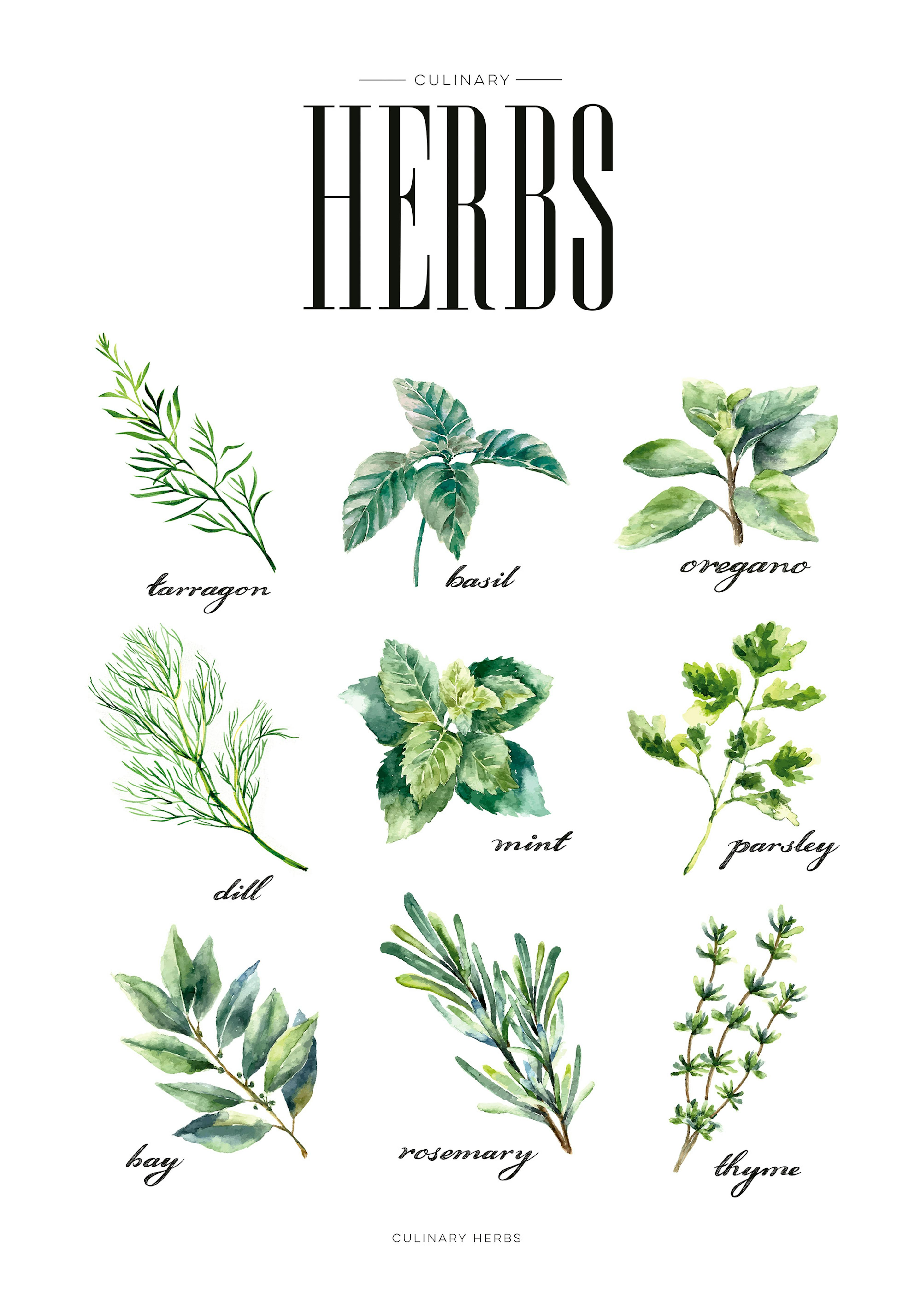 A poster featuring nine watercolor illustrations of culinary herbs: tarragon, basil, oregano, dill, mint, parsley, bay, rosemary