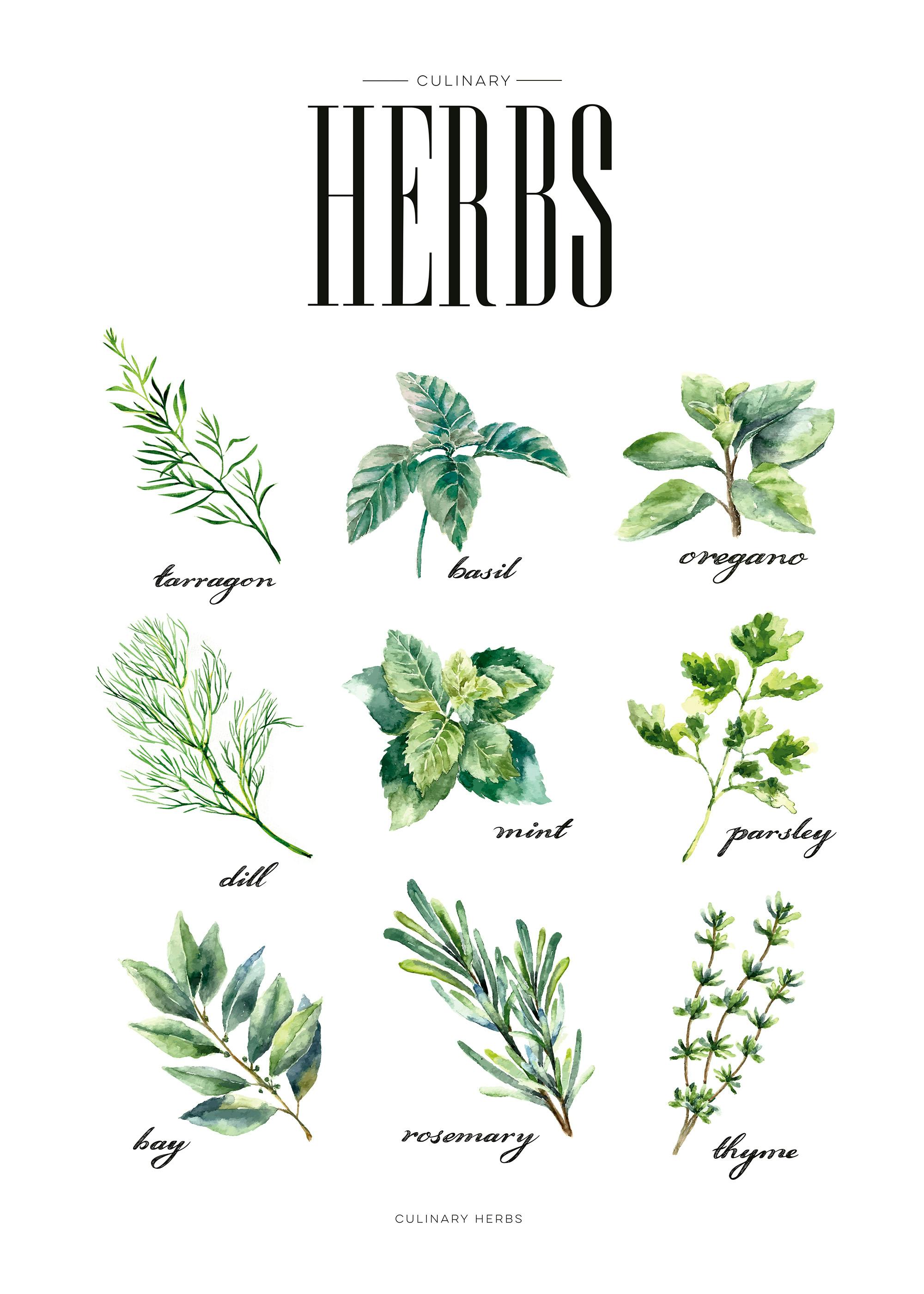 A poster featuring nine watercolor illustrations of culinary herbs: tarragon, basil, oregano, dill, mint, parsley, bay, rosemary