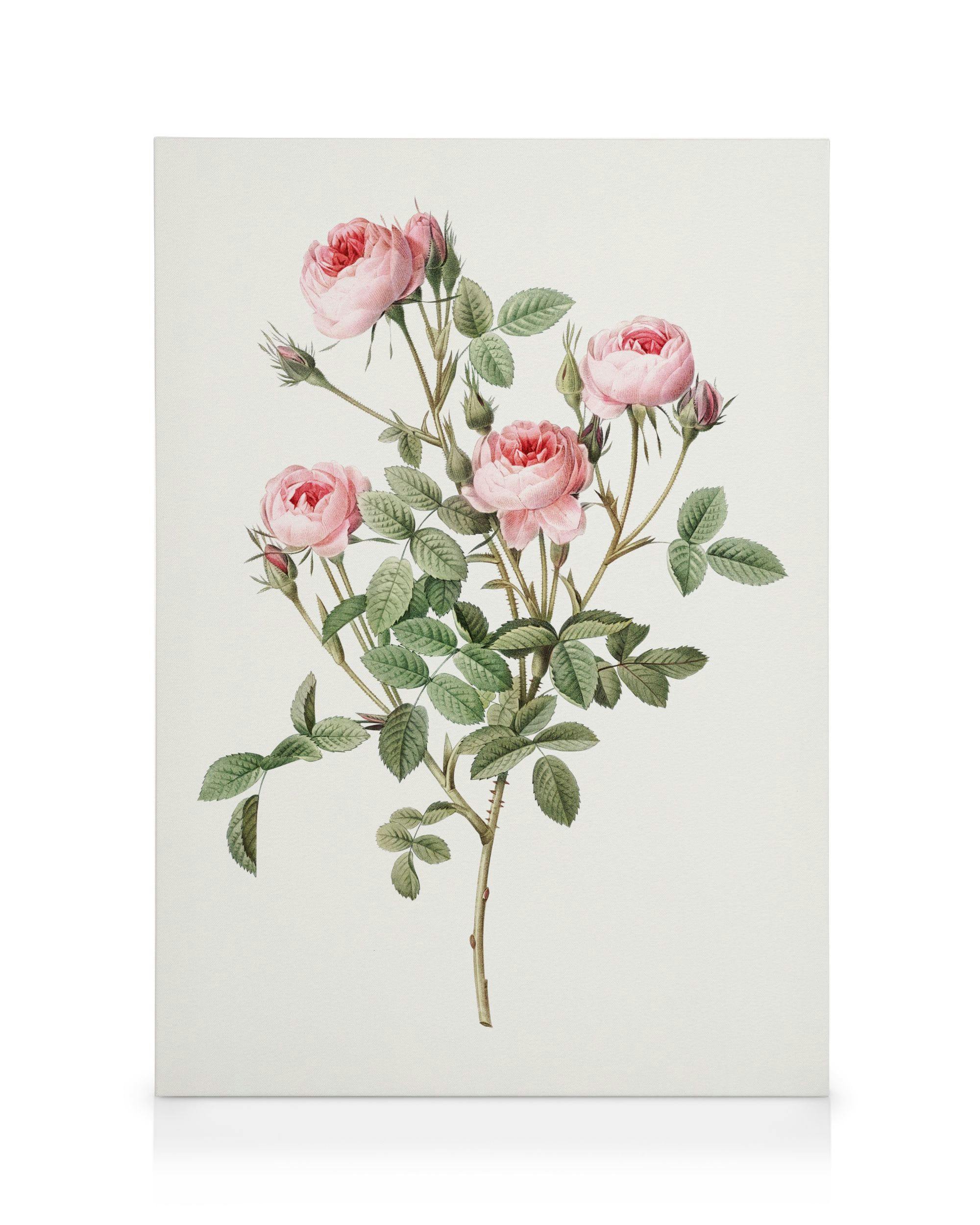 Rose Vintage Illustrasjon Lerretsbilde (30x40 cm - Svart Ramme) - Poster Store