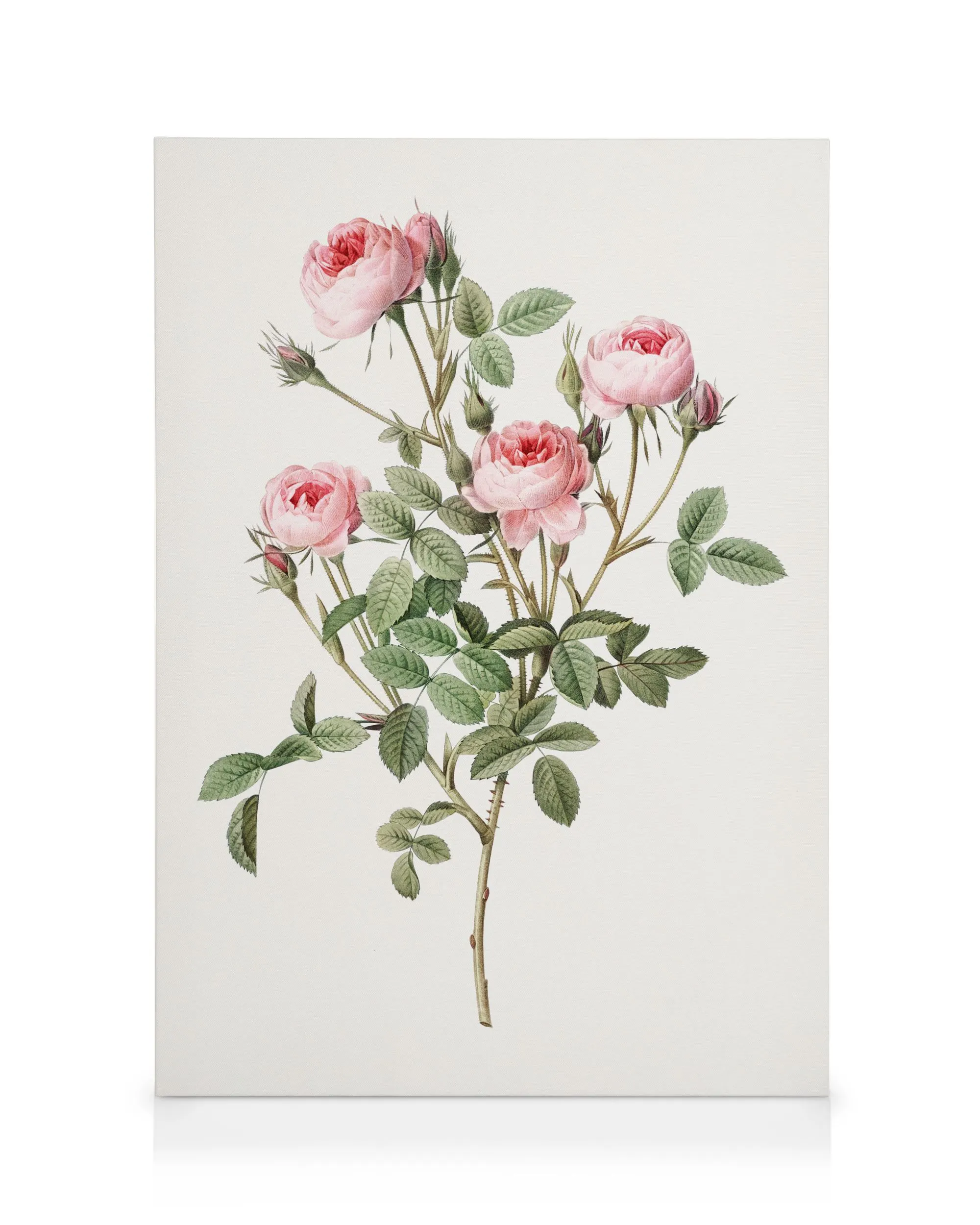 Rose Vintage Illustration Canvas print 0