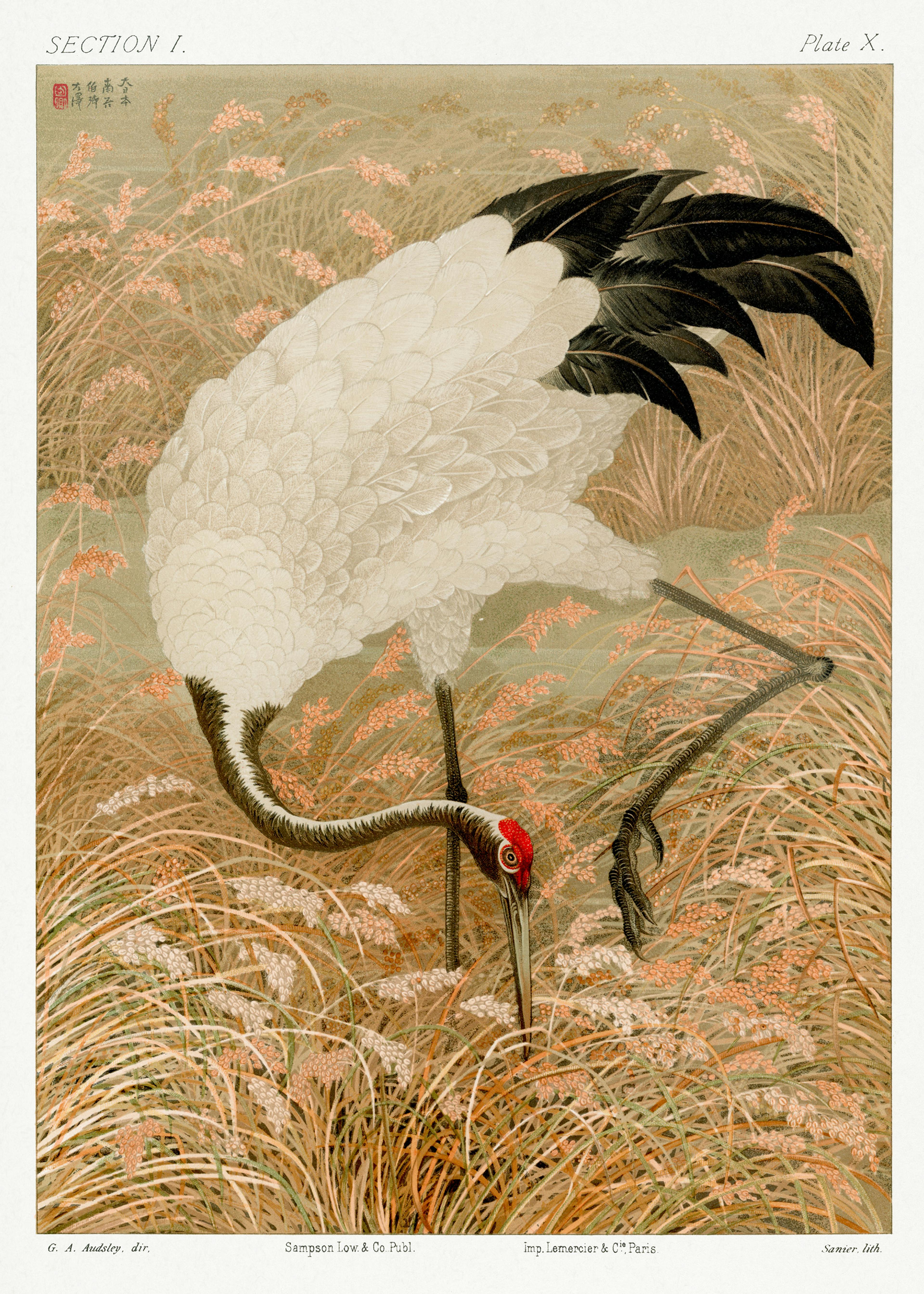 G.A. Audsley - Cocor Sarus în Câmp de Orez Poster 0