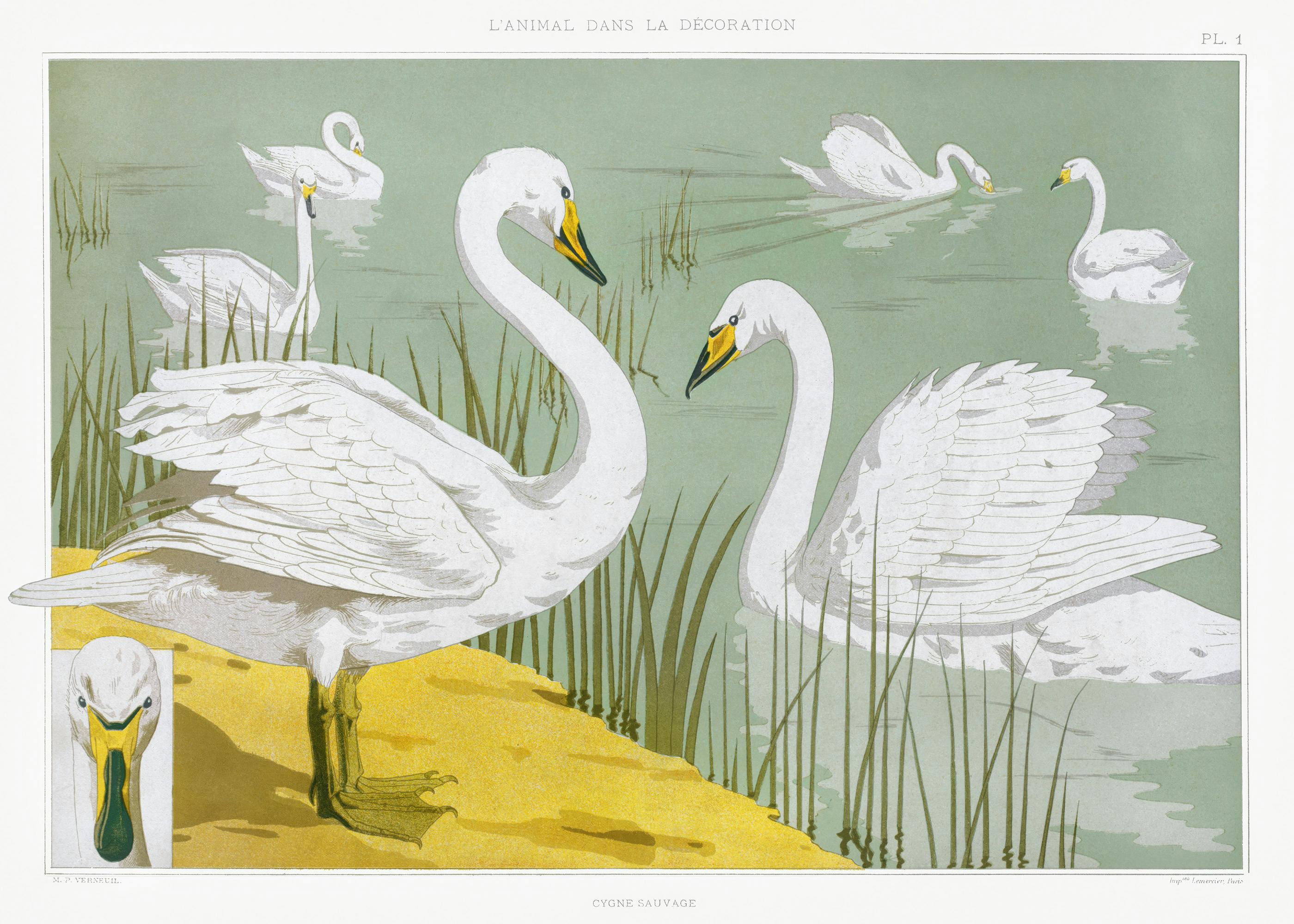 Maurice Pillard Verneuil - Cygne Sauvage Poster 0
