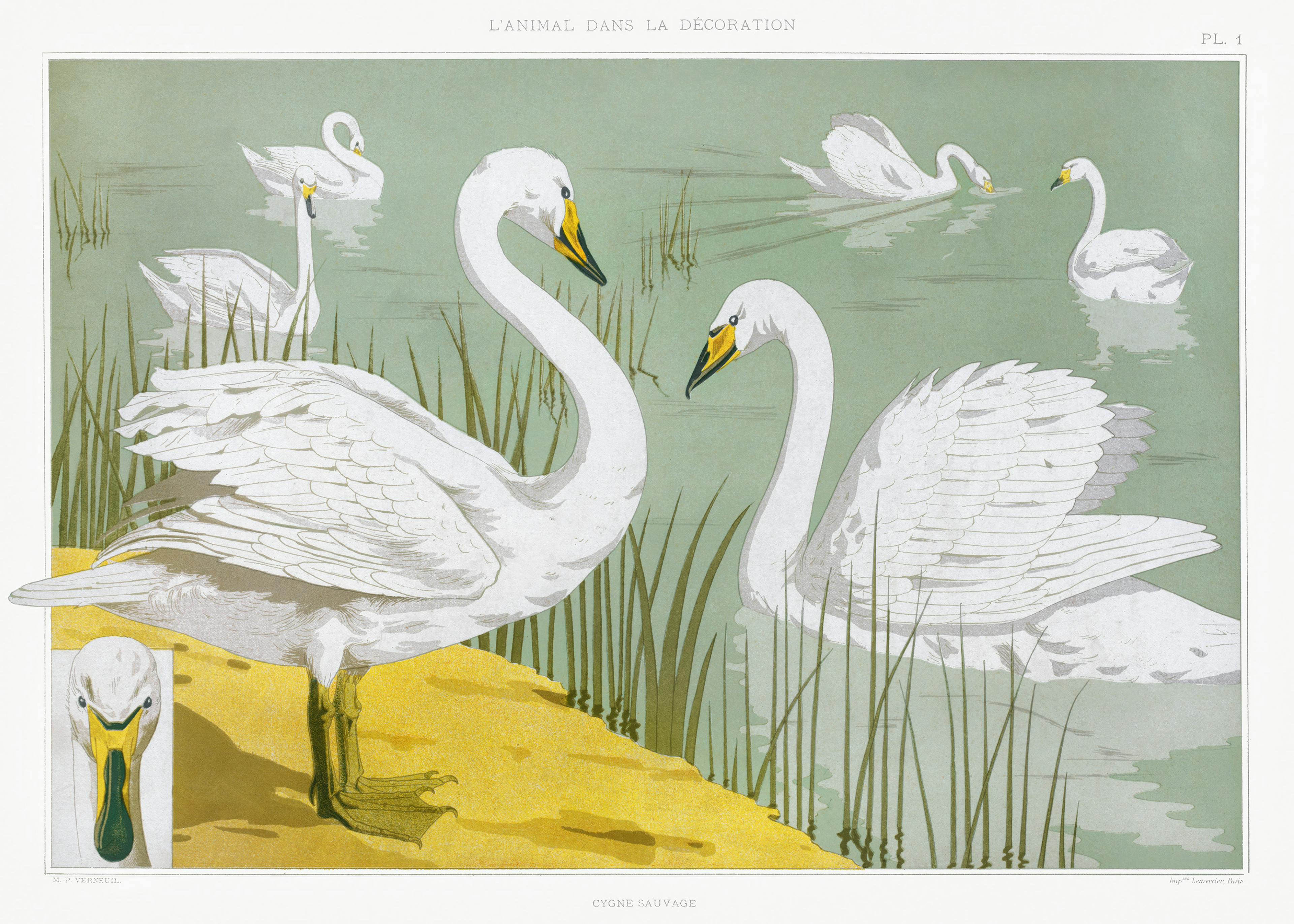 Maurice Pillard Verneuil - Cygne Sauvage Poster 0