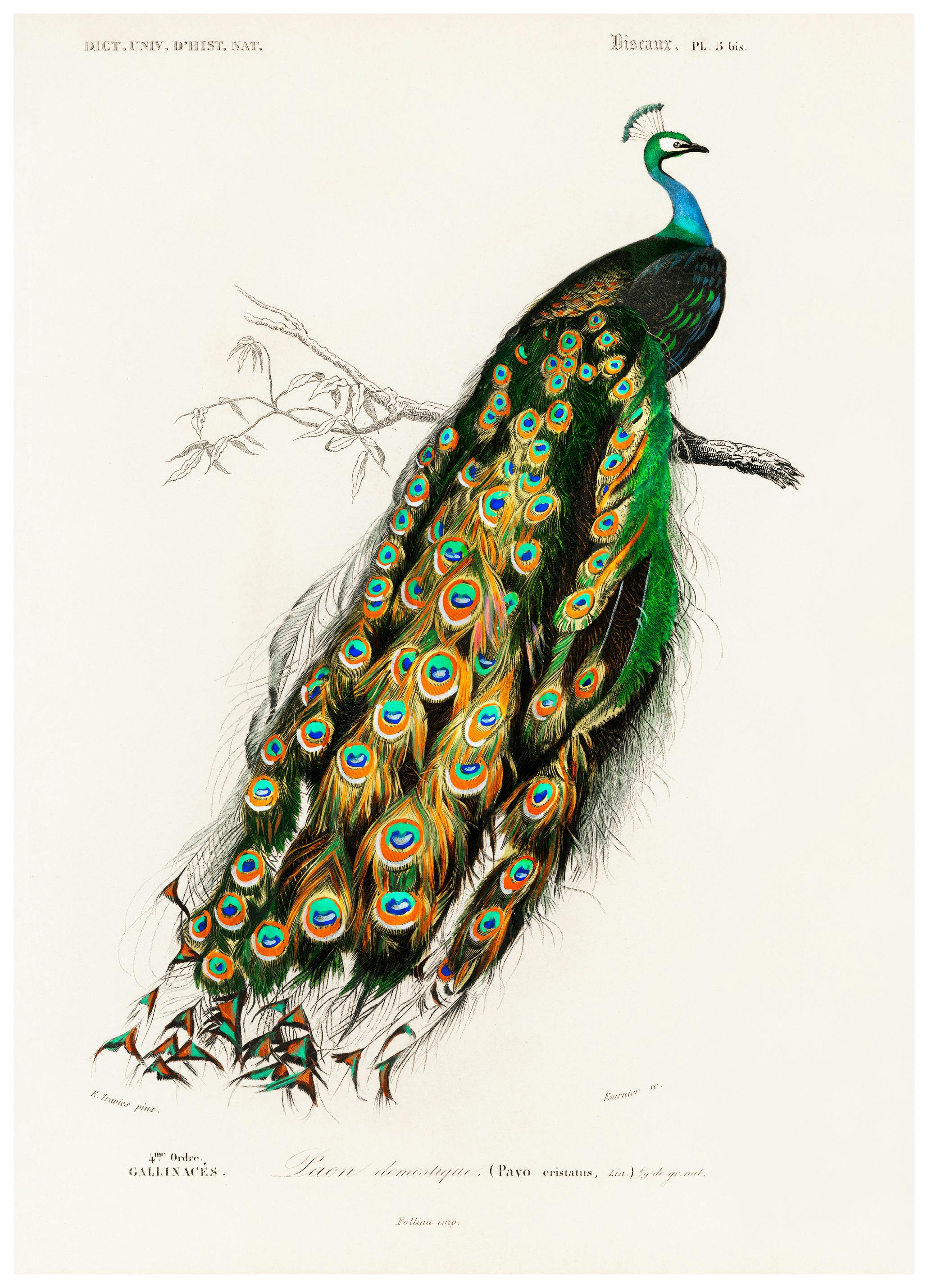 Charles Dessalines d’Orbigny - Indian Peafowl Poster (50x70 cm) - Poster Store