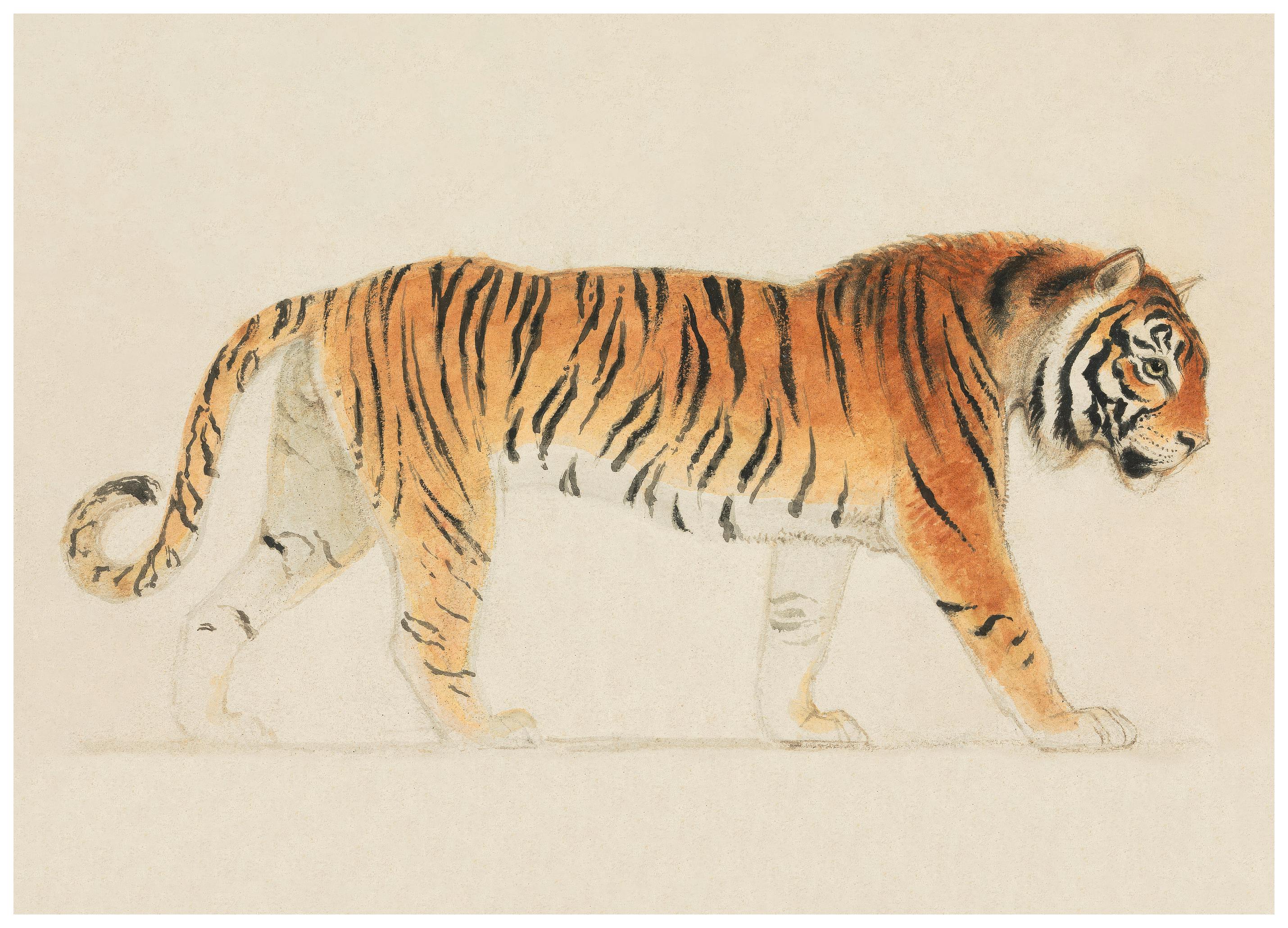 Thomas Stothard - A Tiger Poster (30x40 cm) - Poster Store