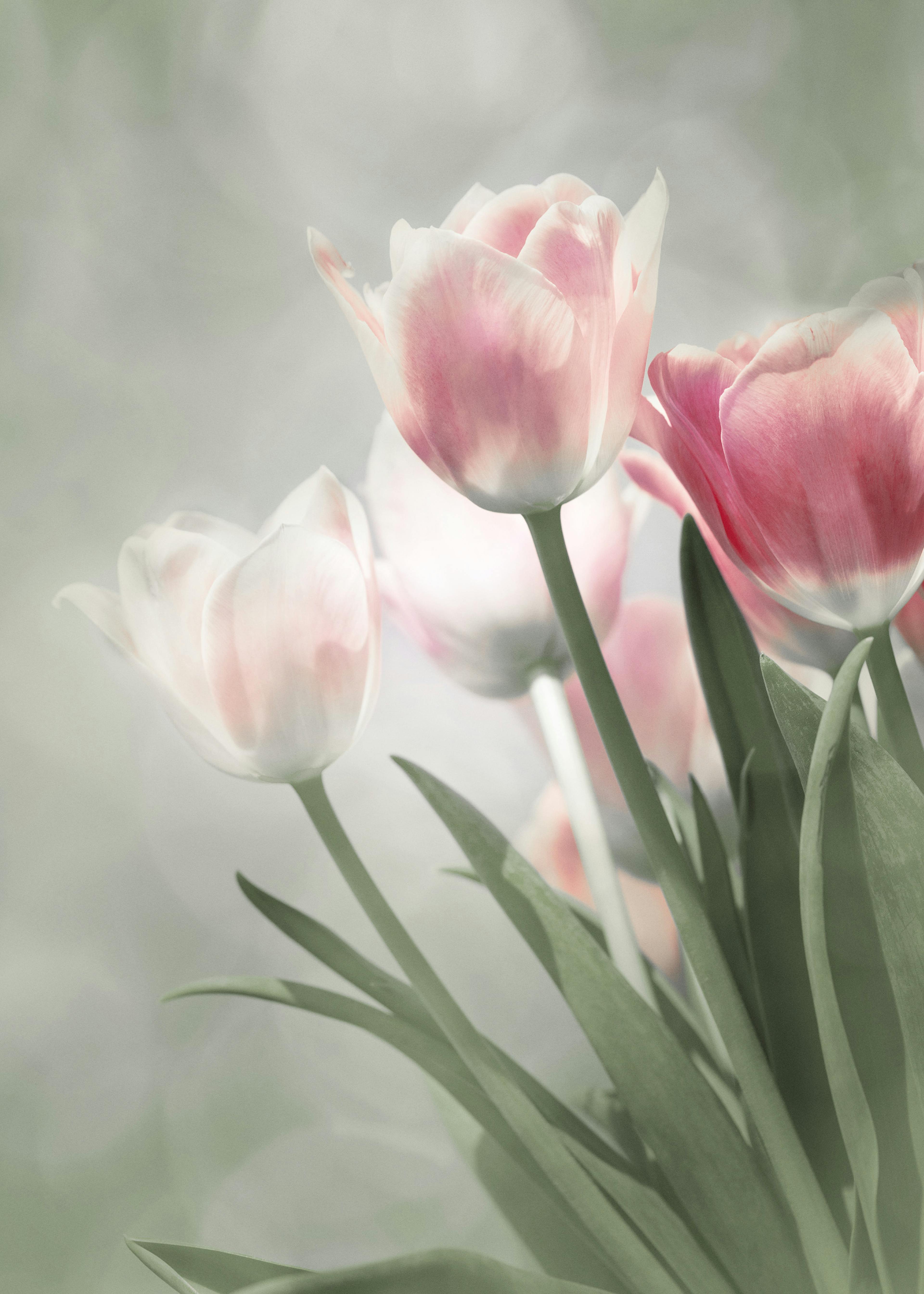 咲くピンクのチューリップ ポスター 0