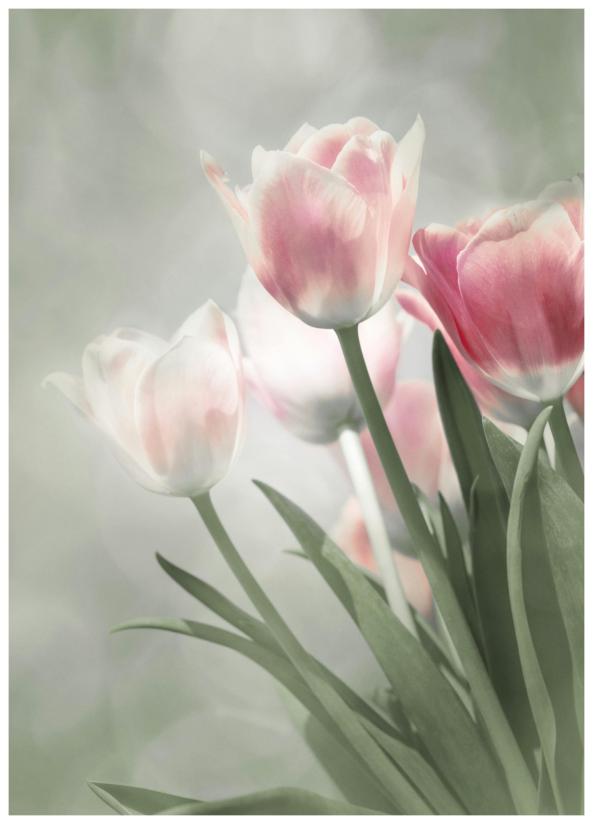 Rosa Tulpaner I Blom Poster (30x40 cm) - Poster Store