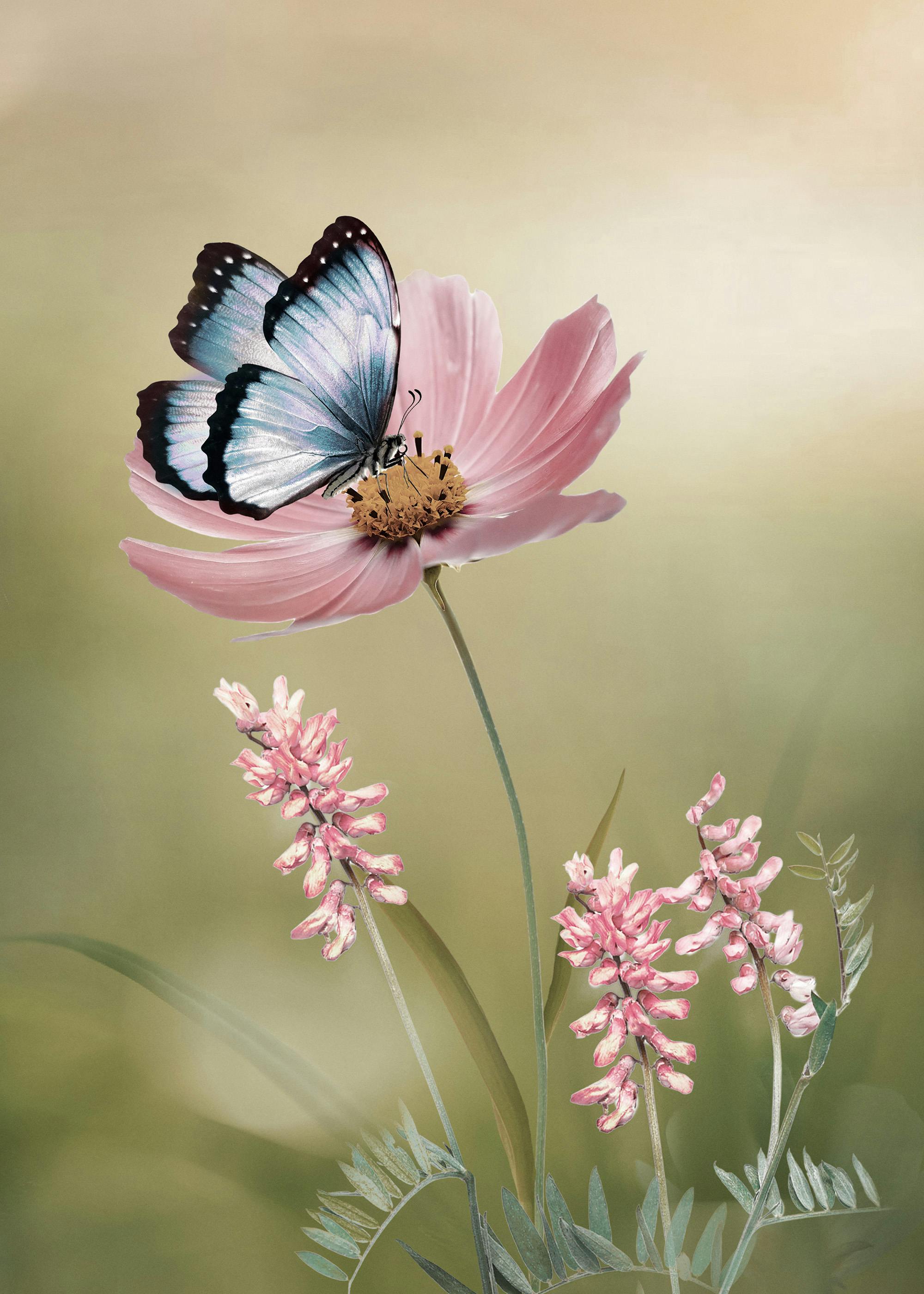 春の蝶と花のポスター 0