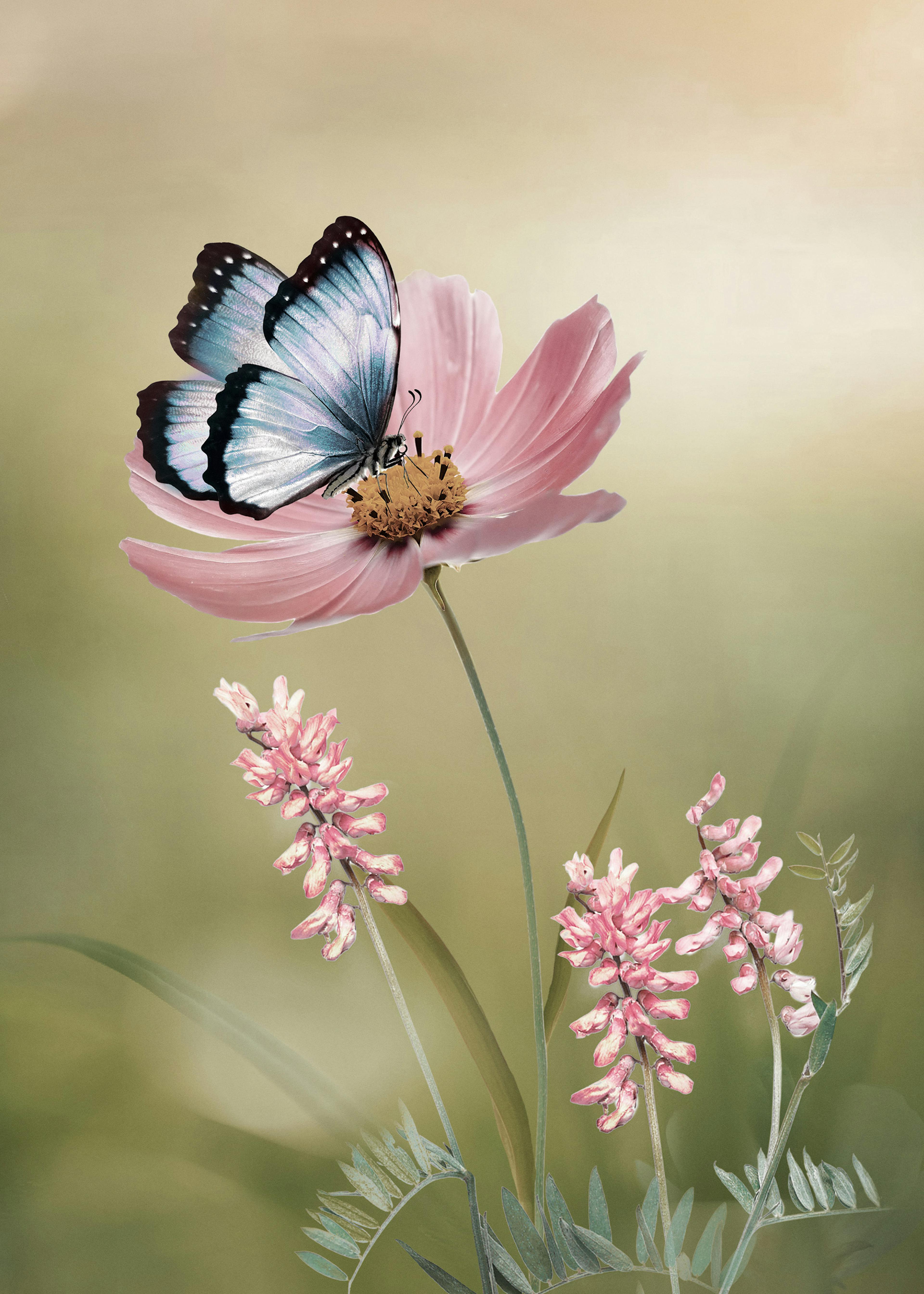 春の蝶と花のポスター 0