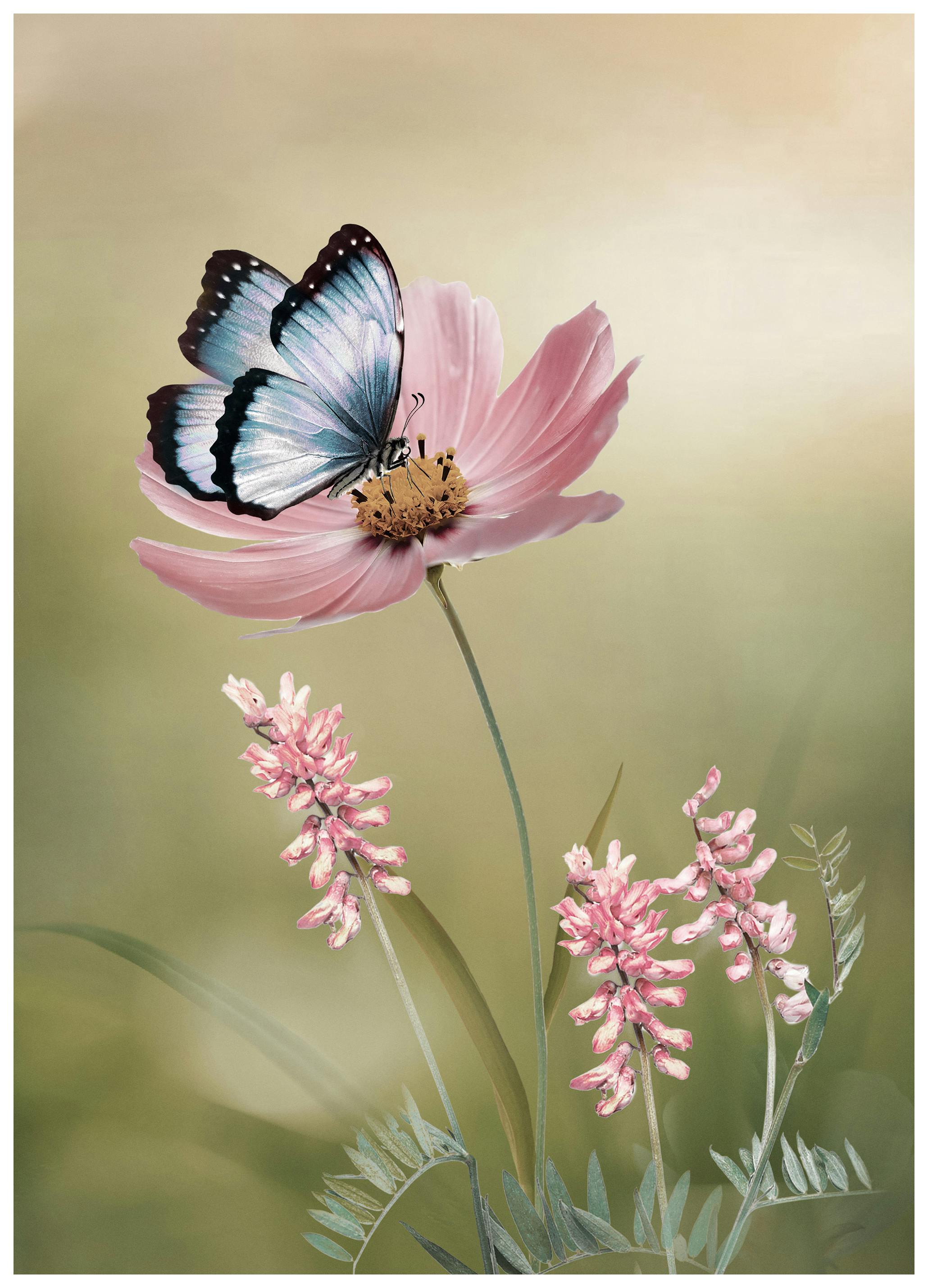 Lentevlinder Bloem Poster (30x40 cm) - Poster Store