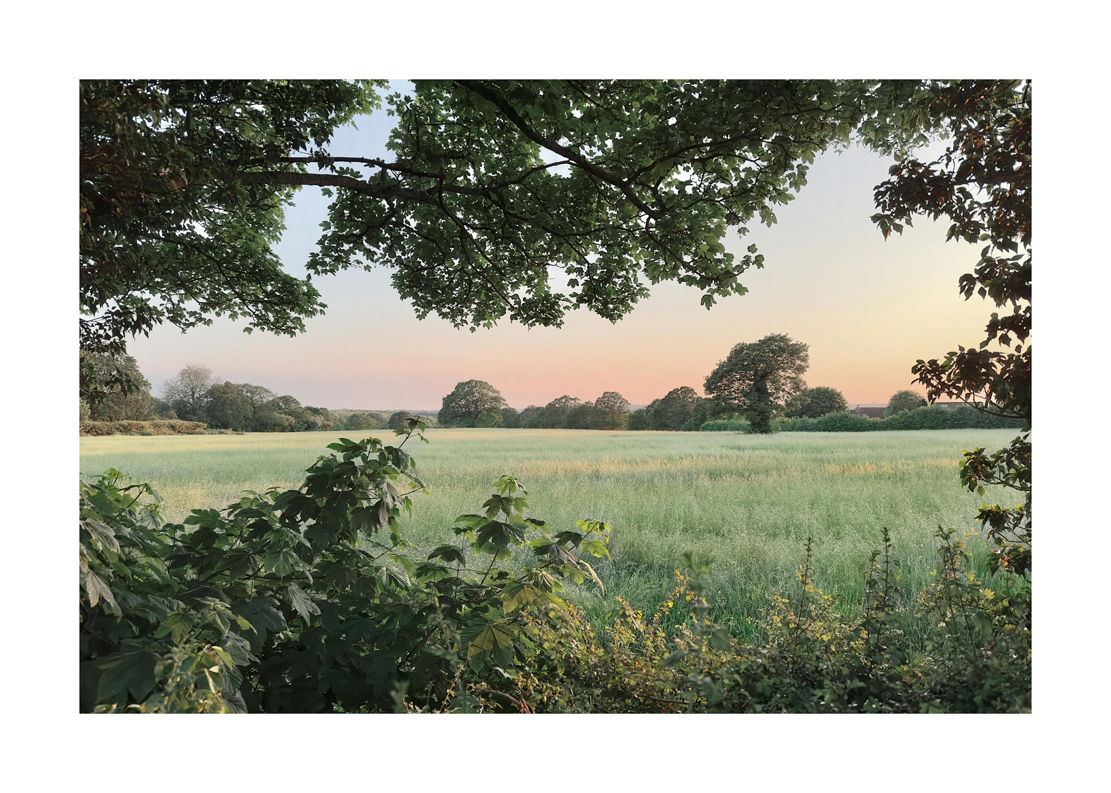 夕暮れの木々と野原ポスター 0
