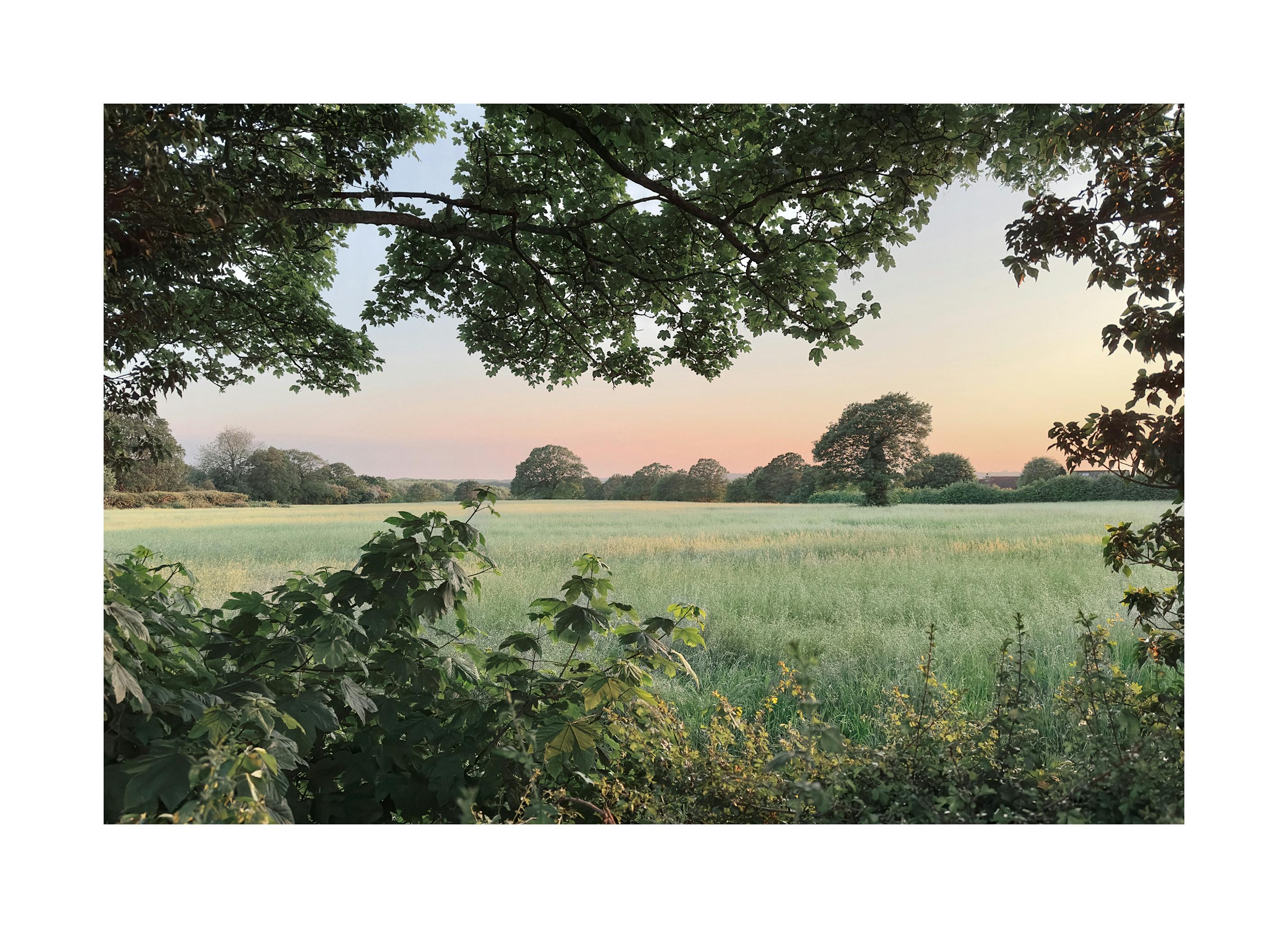 Campo con Alberi al Tramonto Poster (30x40 cm) - Poster Store