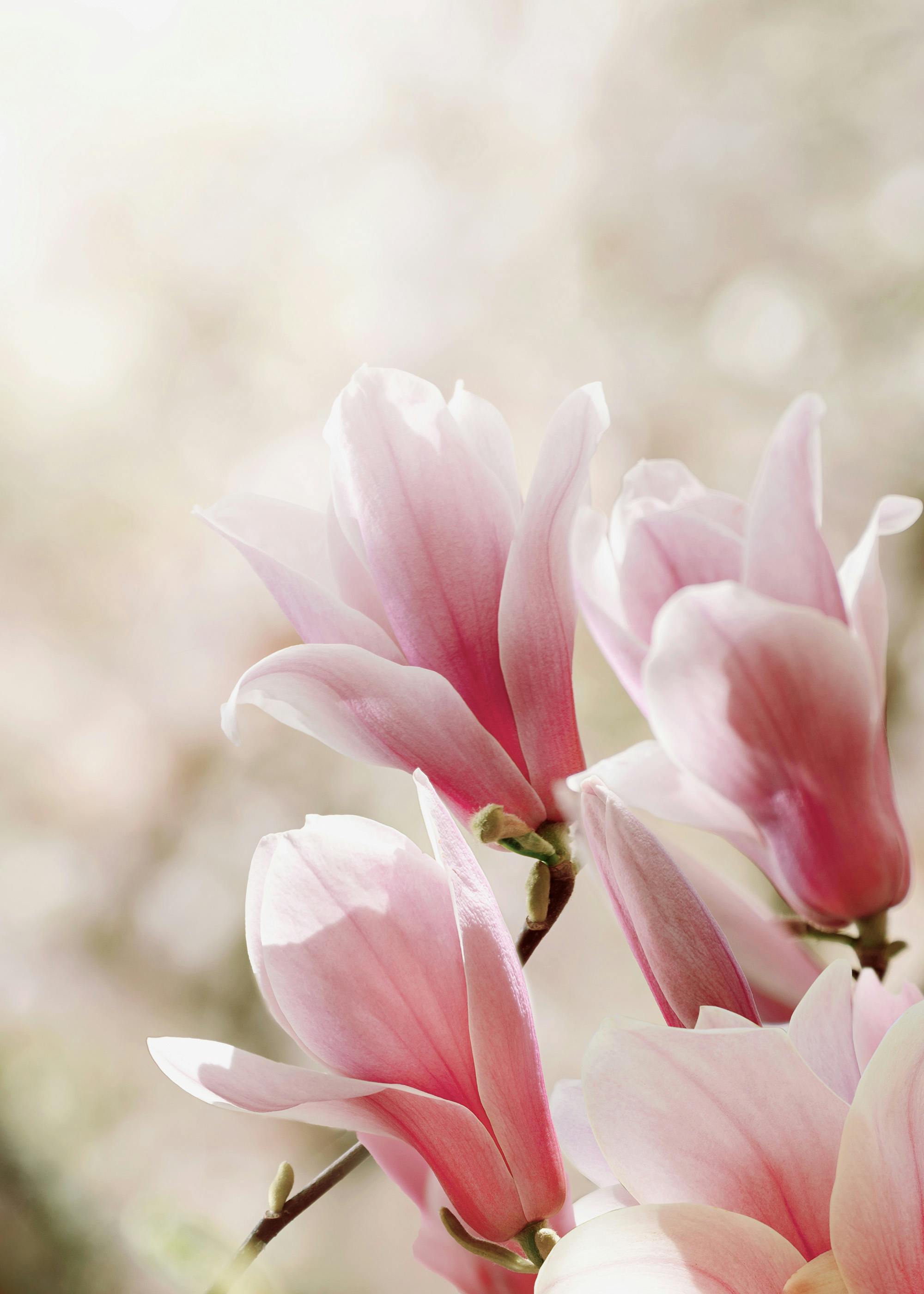 マグノリアの花 ポスター 0