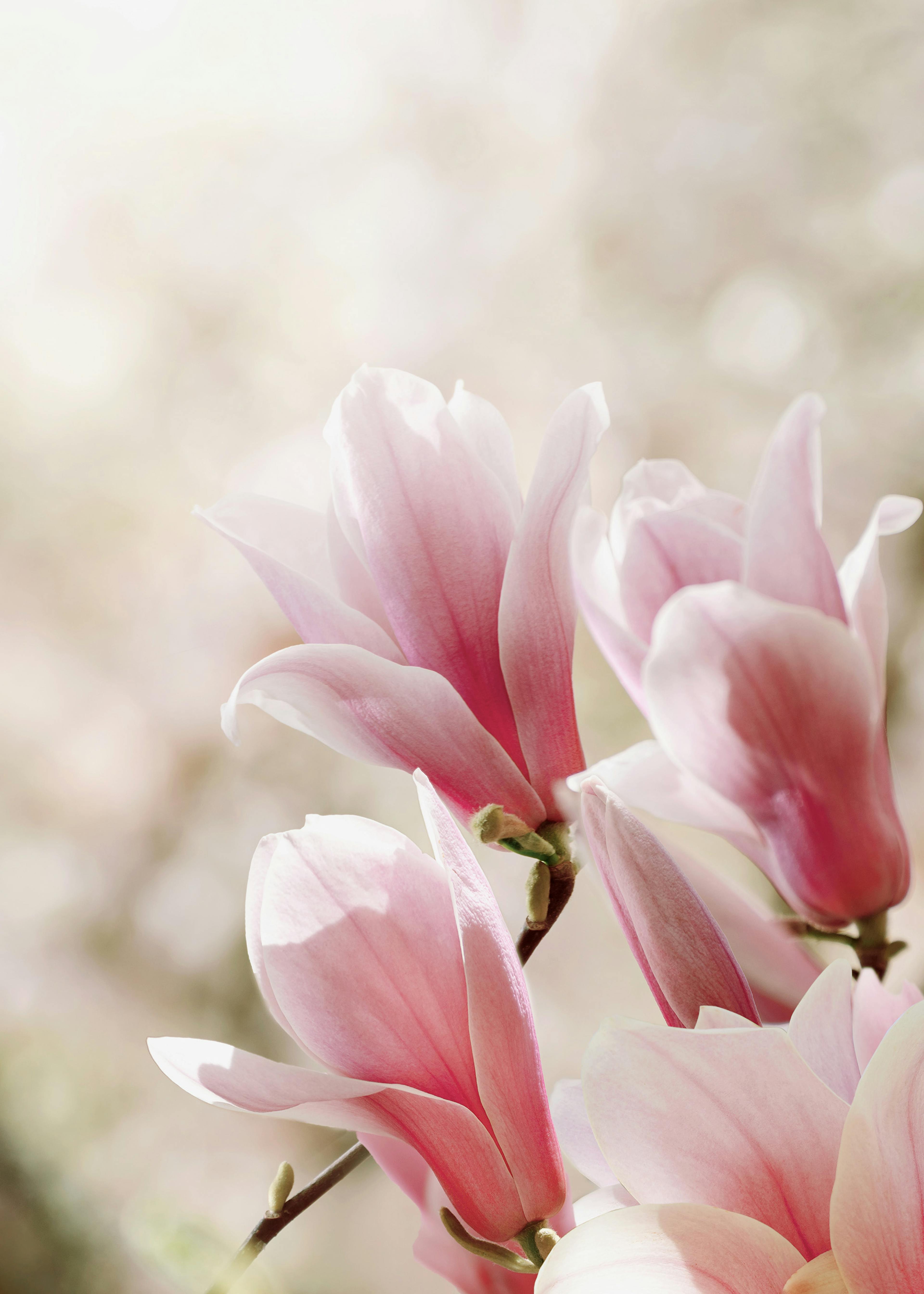 マグノリアの花 ポスター 0