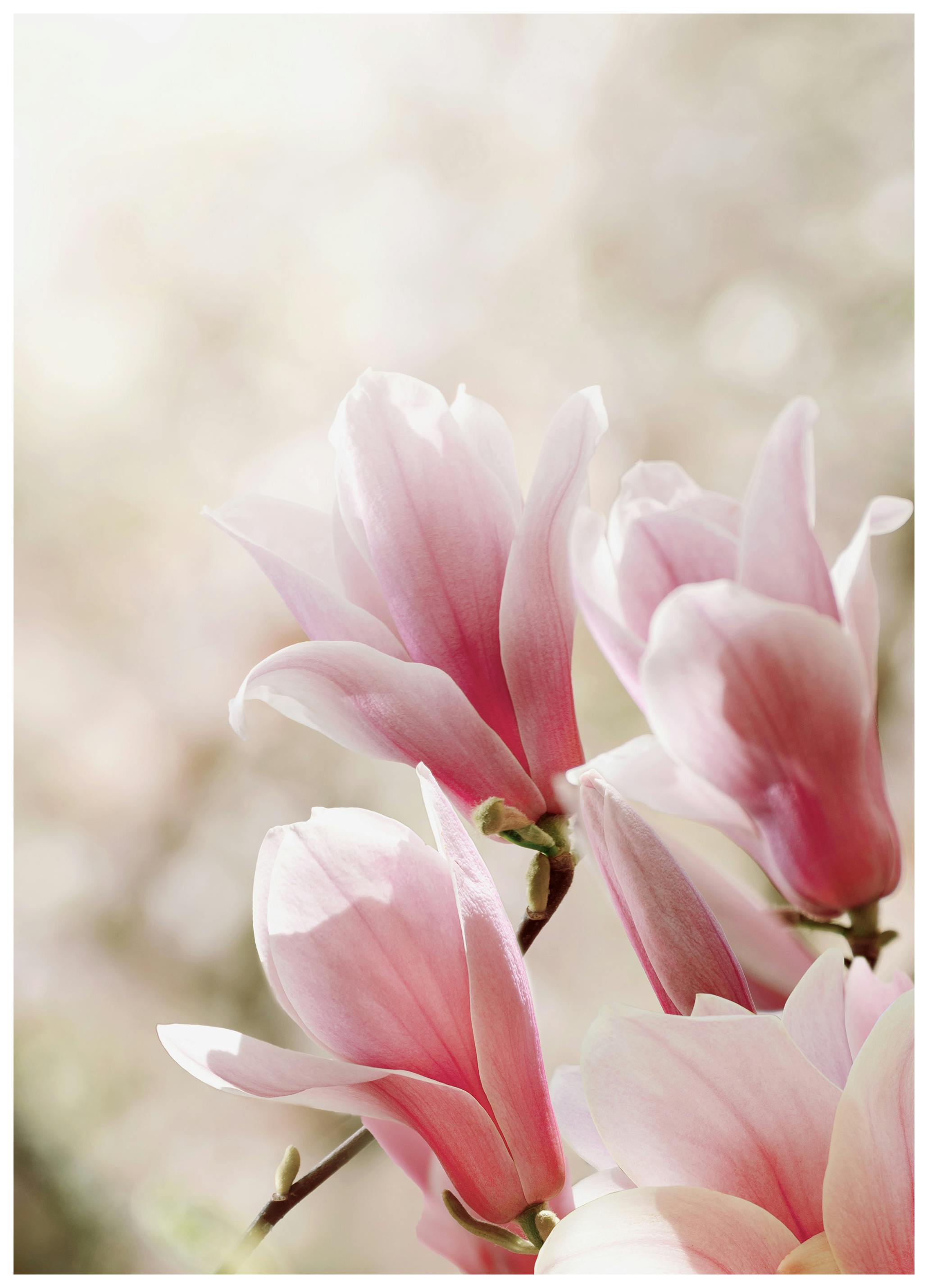 Magnolia Blommor Poster (30x40 cm) - Poster Store