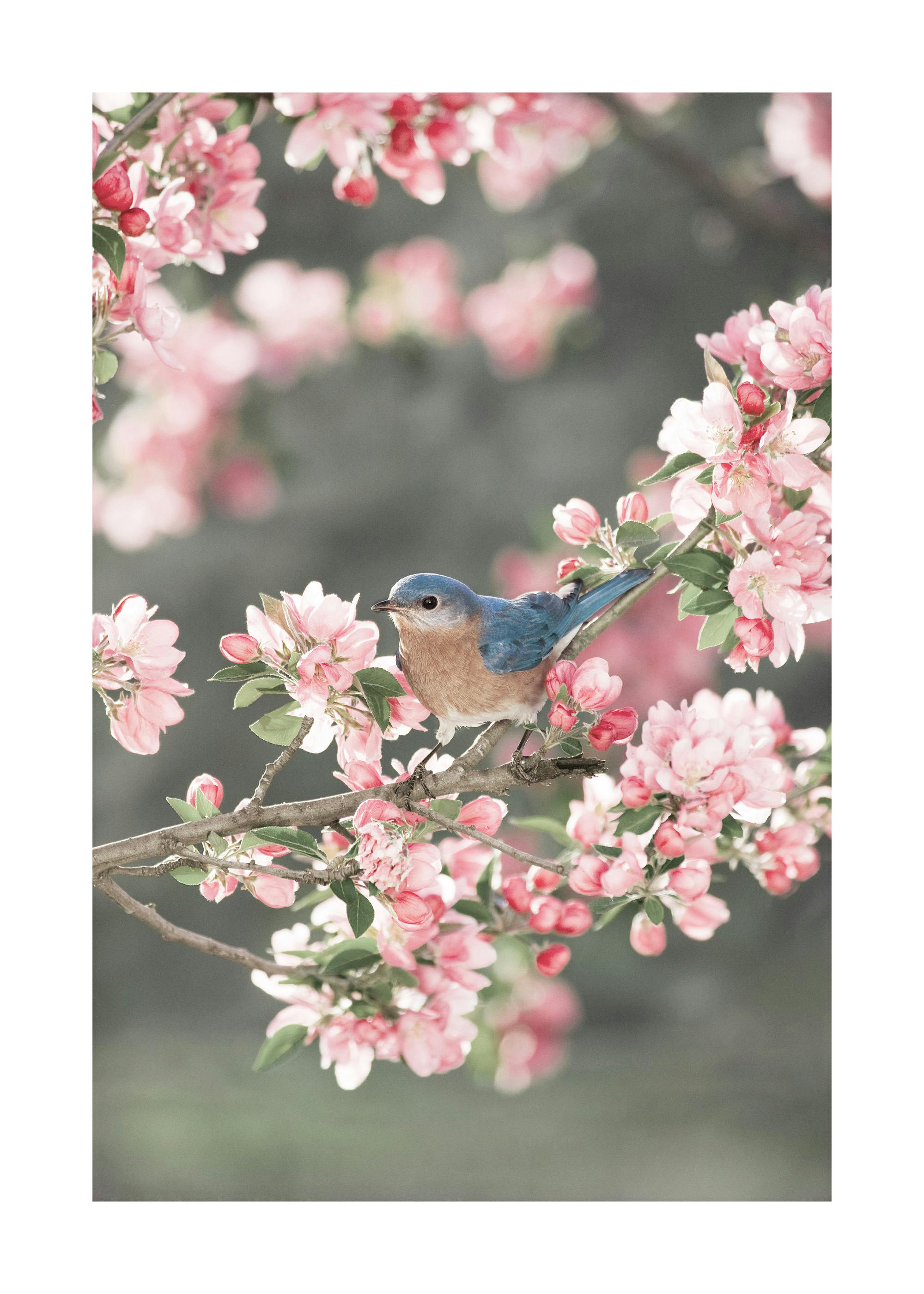 Bird in Cherry Blossoms Poster 0