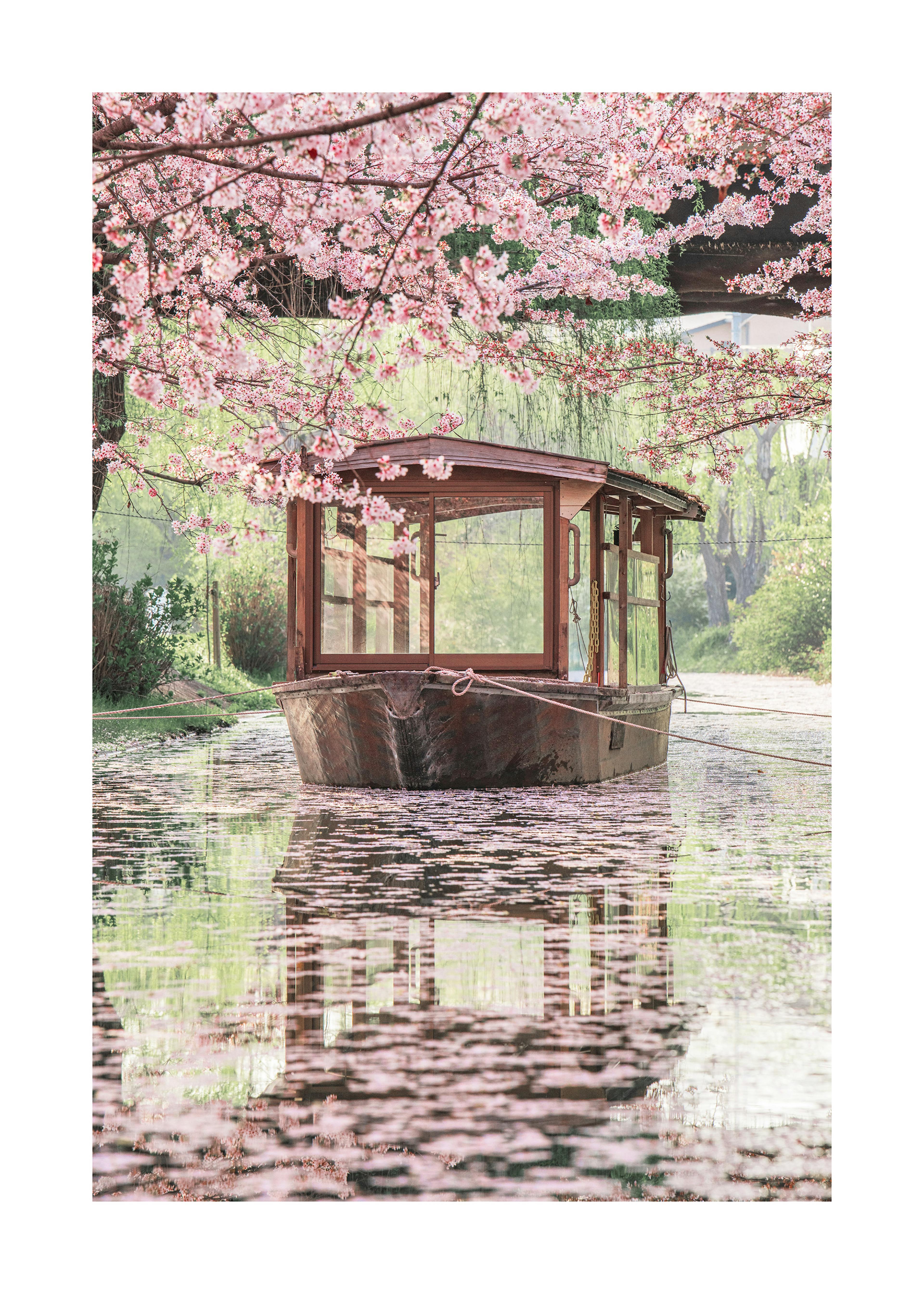 Japanese Boat in Cherry Blossoms Poster 0