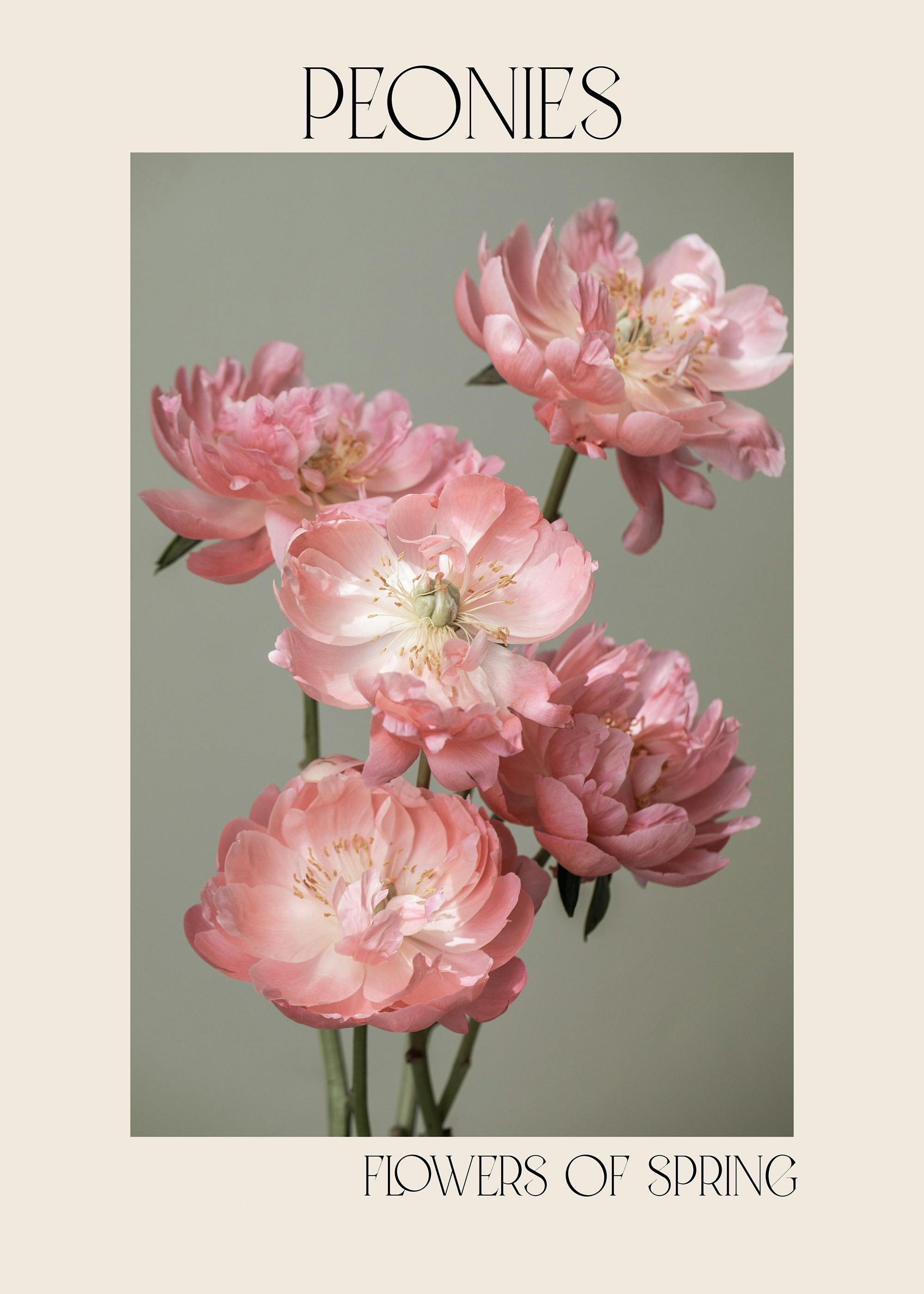 Peonies in Bloom No1 Poster 0