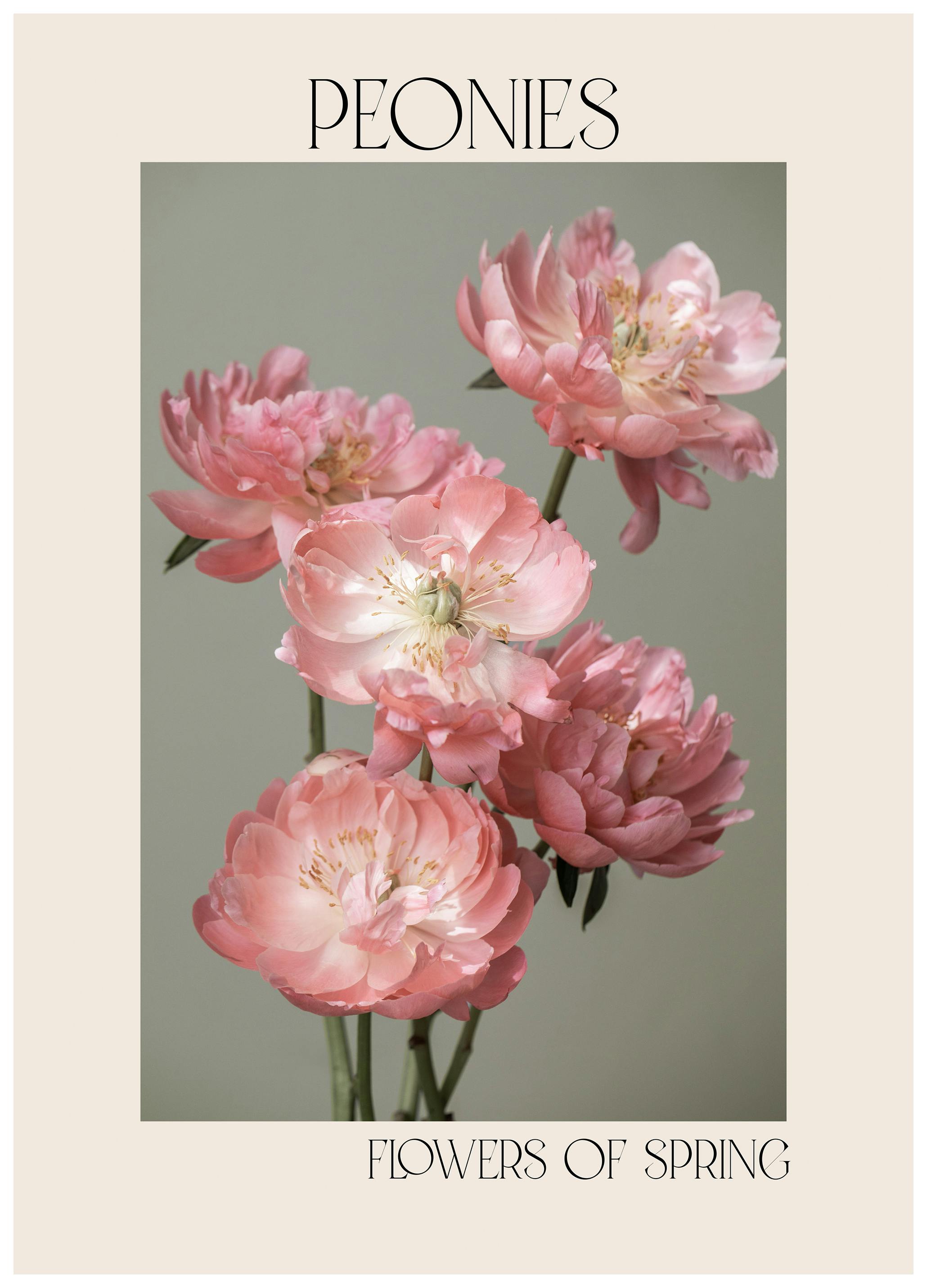 Peonies in Bloom No1 Poster (50x70 cm) - Poster Store