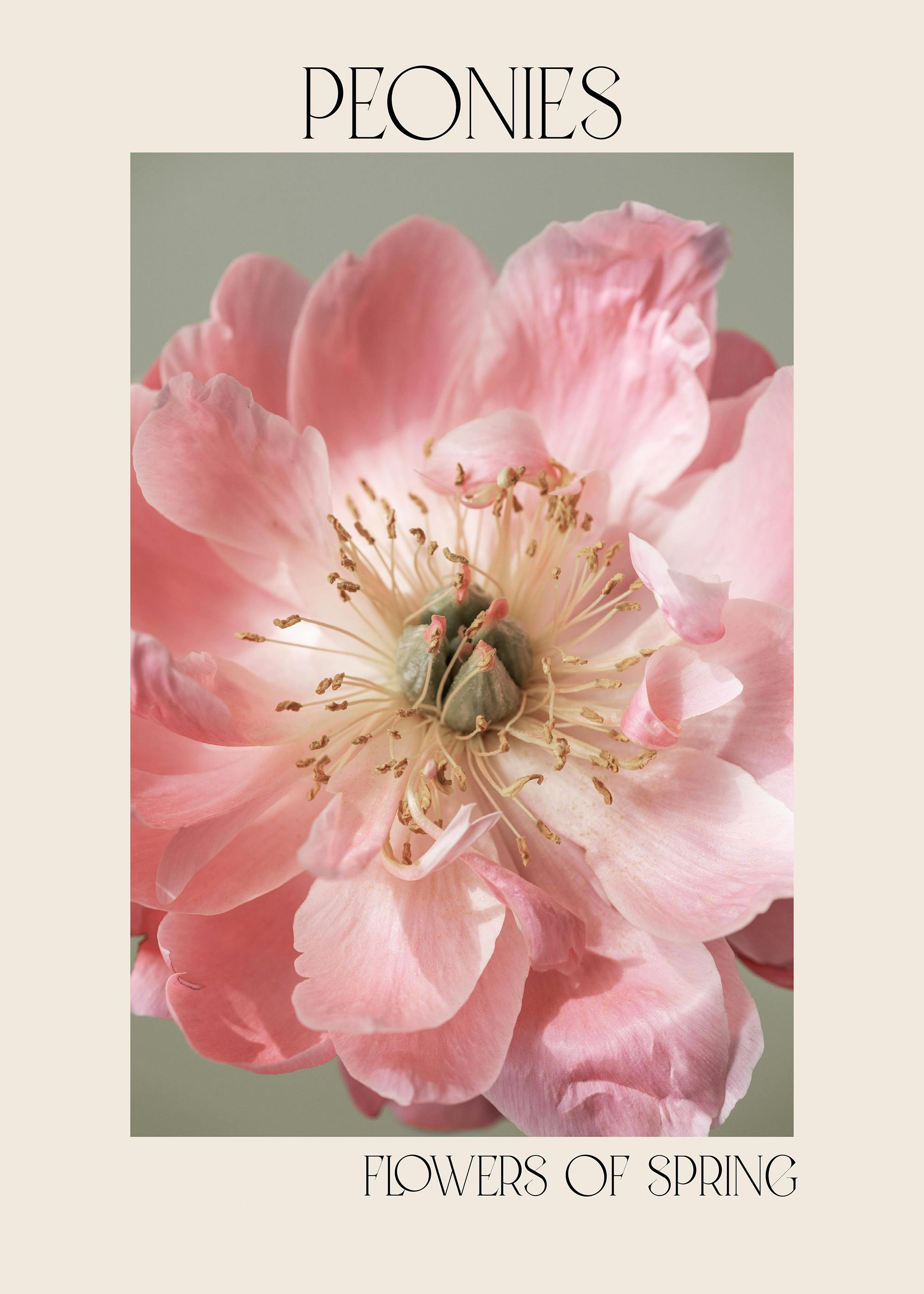 Bujori înfloriți No2 Poster 0