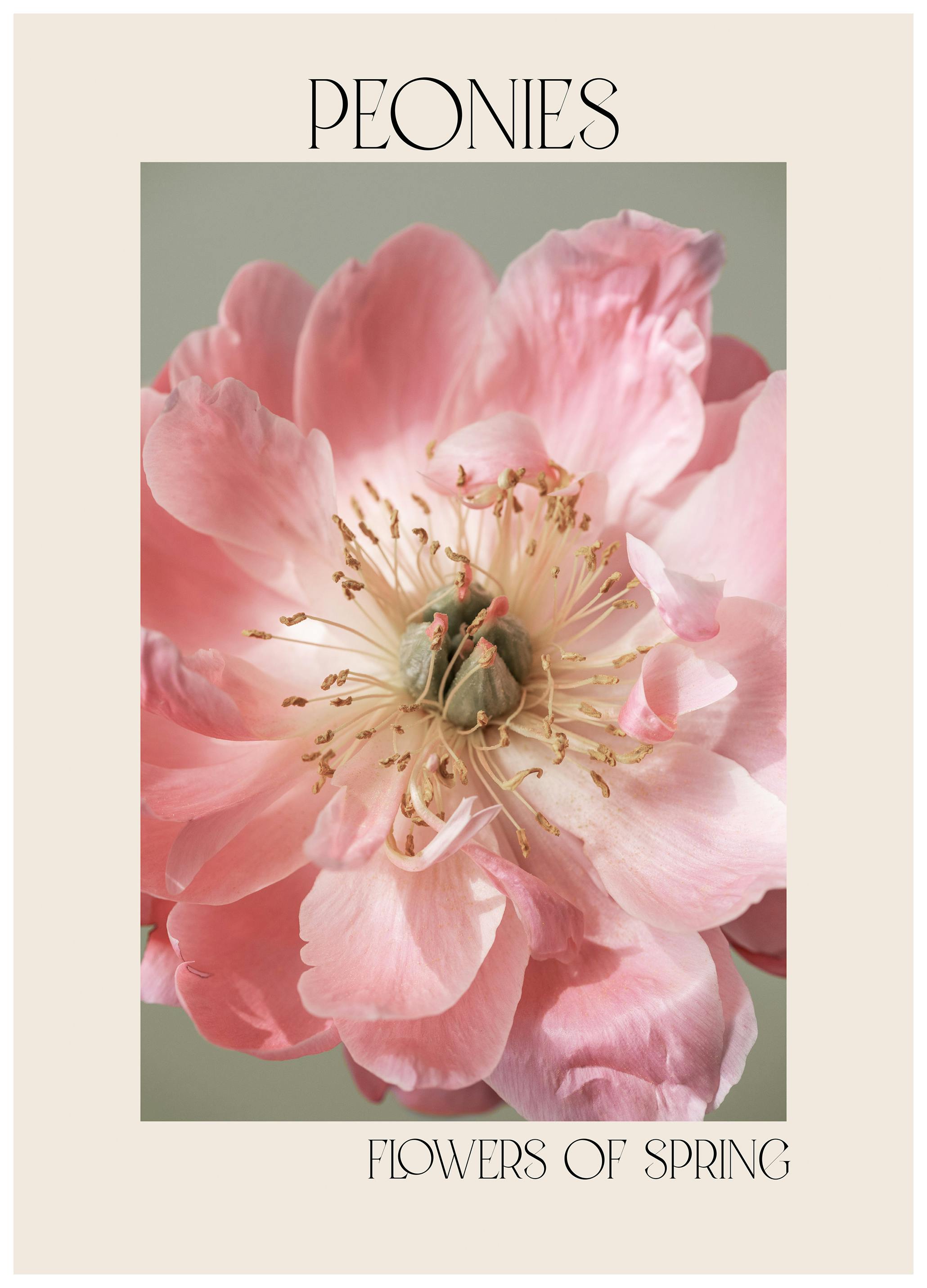 Peonies in Bloom No2 Poster (50x70 cm) - Poster Store