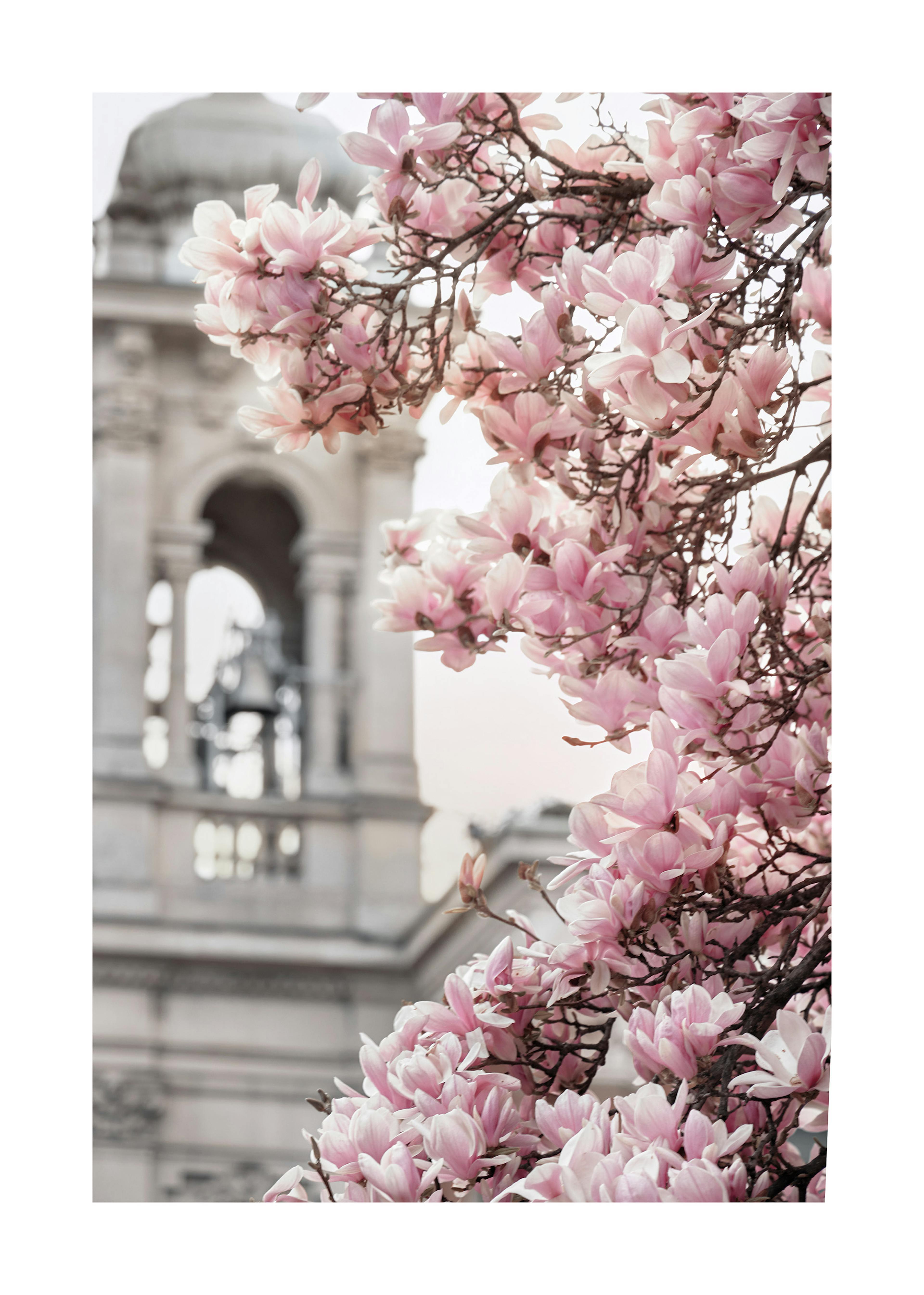Magnolia Blossom in the City Poster 0