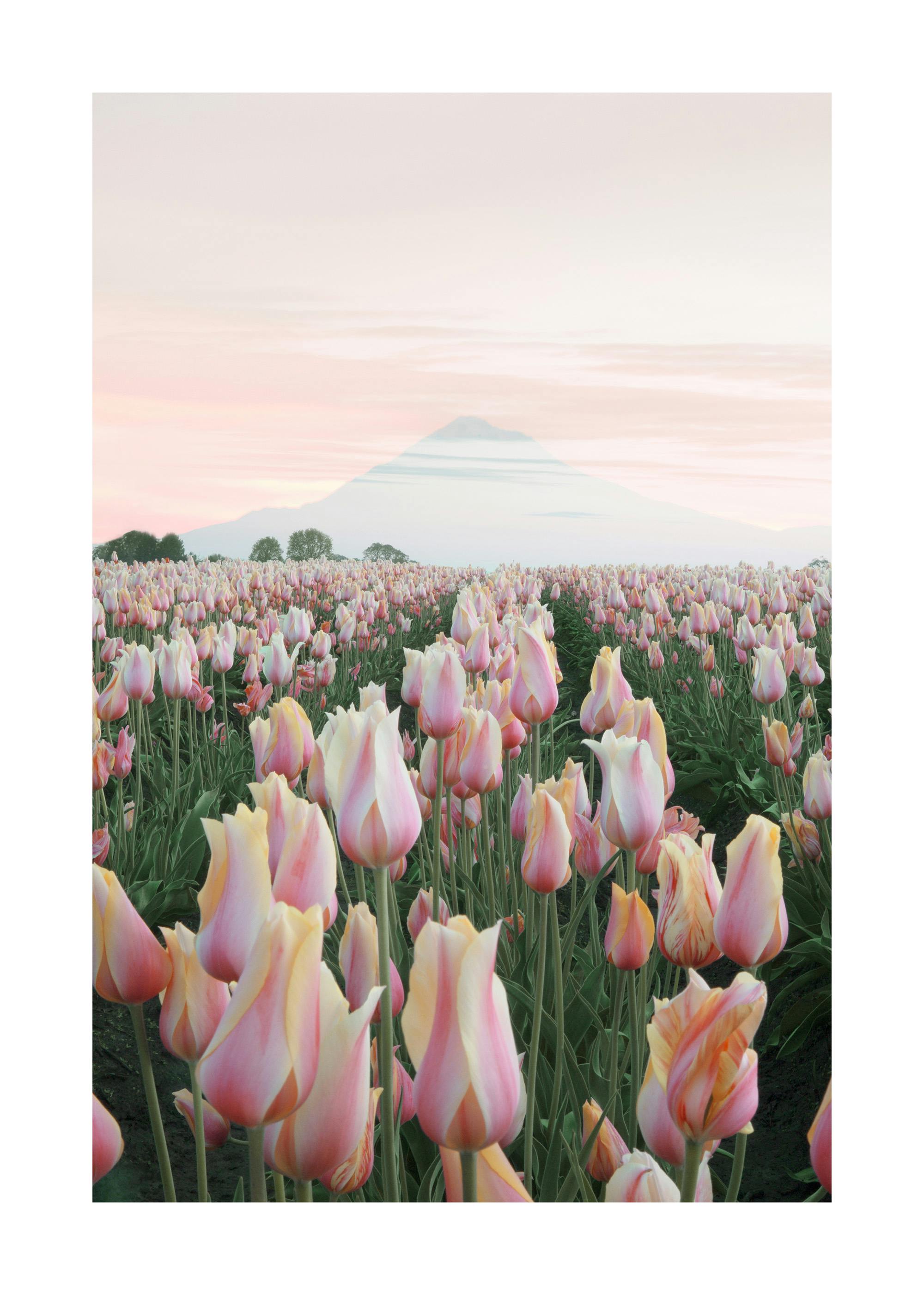 Pink Tulip Field with Mountain Poster 0