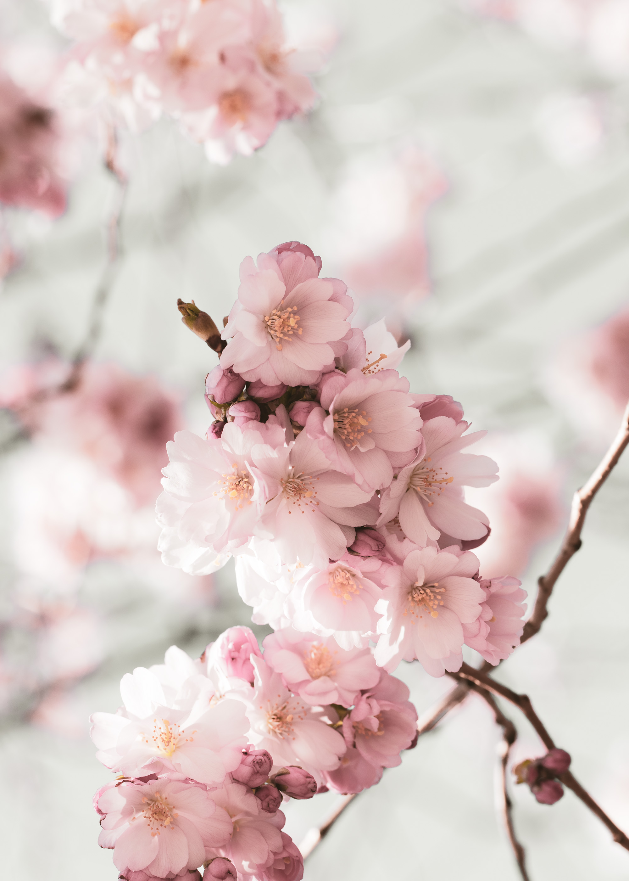 Pink Cherry Blossom Branch Art Poster | Poster Store CA